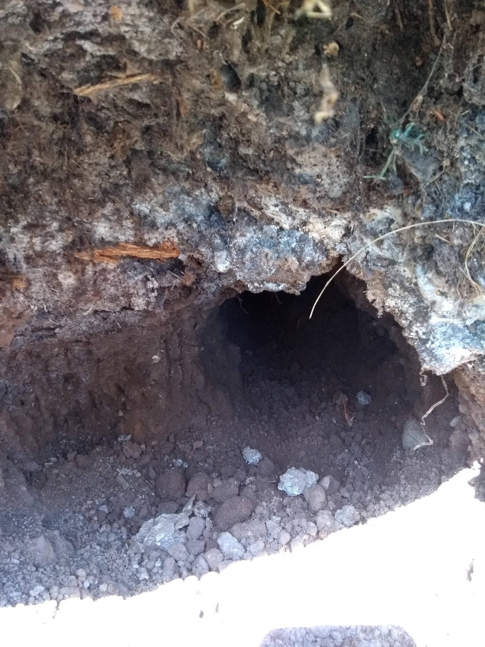 identification What dug this hole under my compost heap? Gardening & Landscaping Stack Exchange