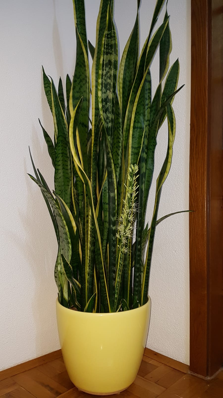 identification What kind of plant is this Gardening & Landscaping