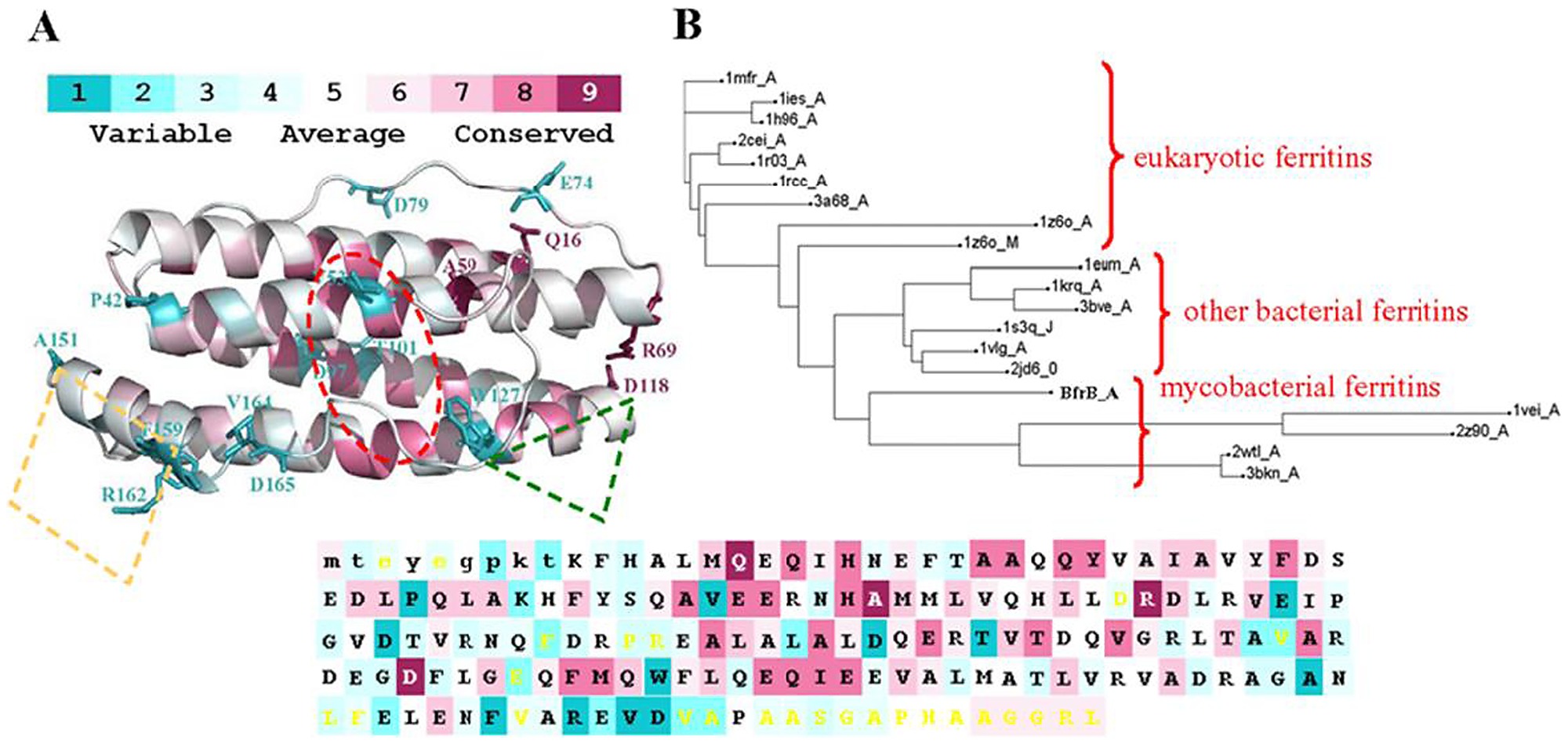 bioinformatics How to do multiple sequence alignment? Biology Stack