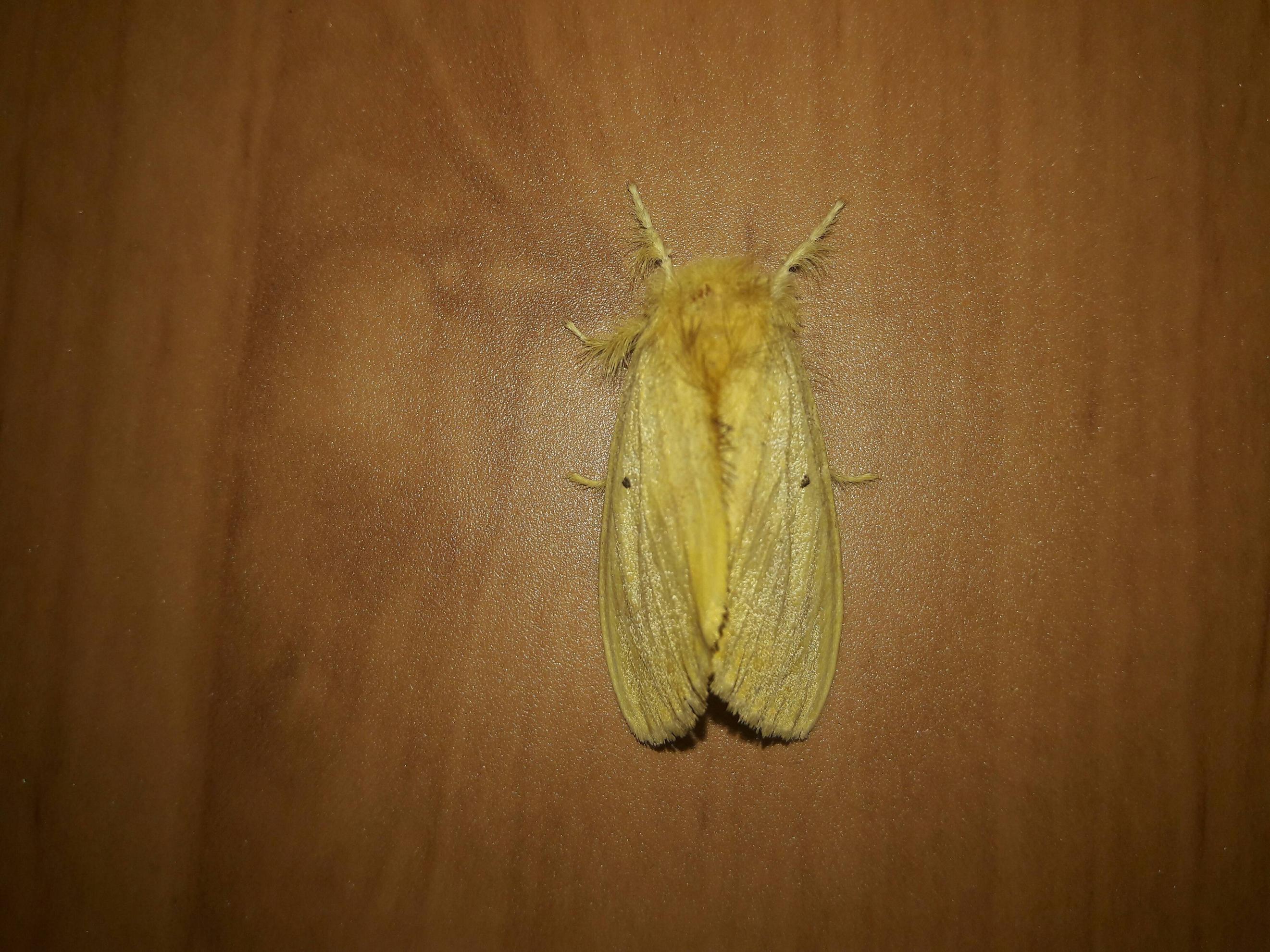 zoology Identification of a small to midsized, yellow moth species
