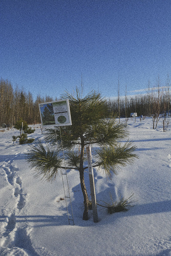 How to achieve the grainy/pixelated effect on this photo? Photography