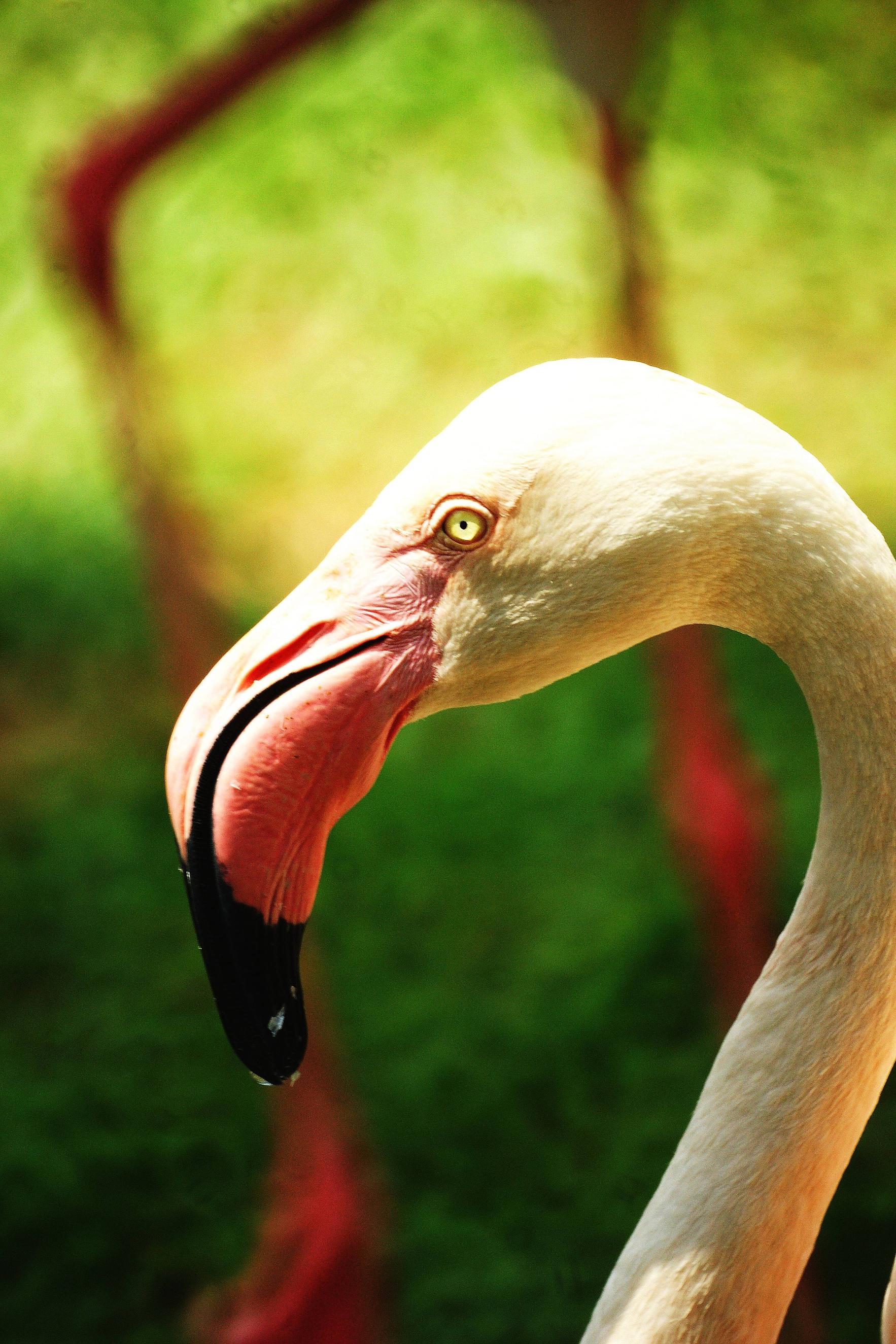 lens Are mirror lenses good for wildlife photography in daylight