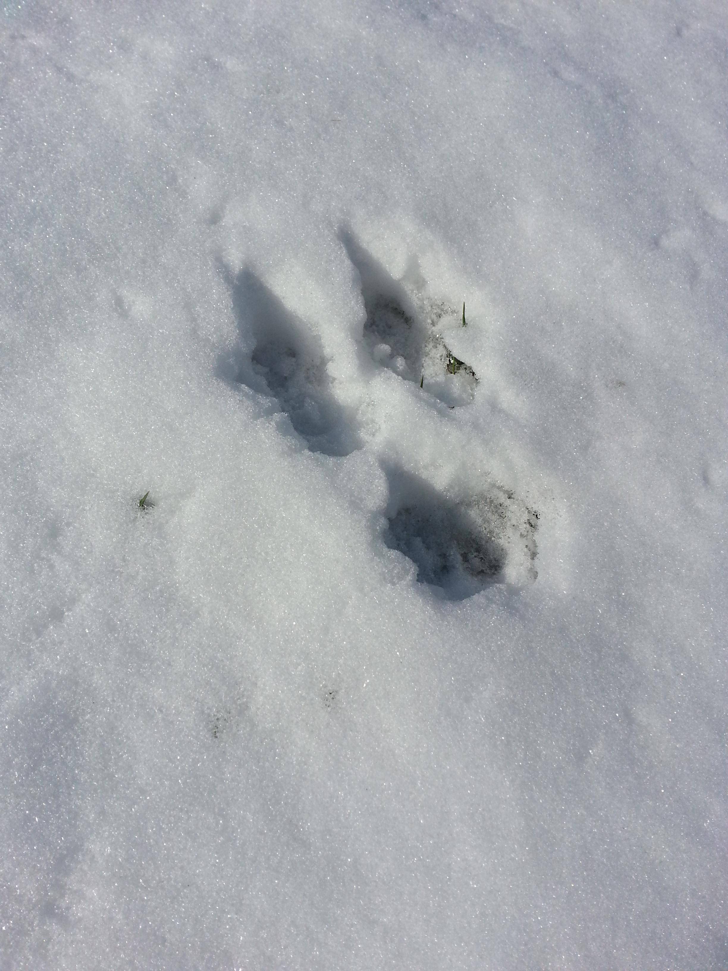 Tracks In Snow Identify Animal