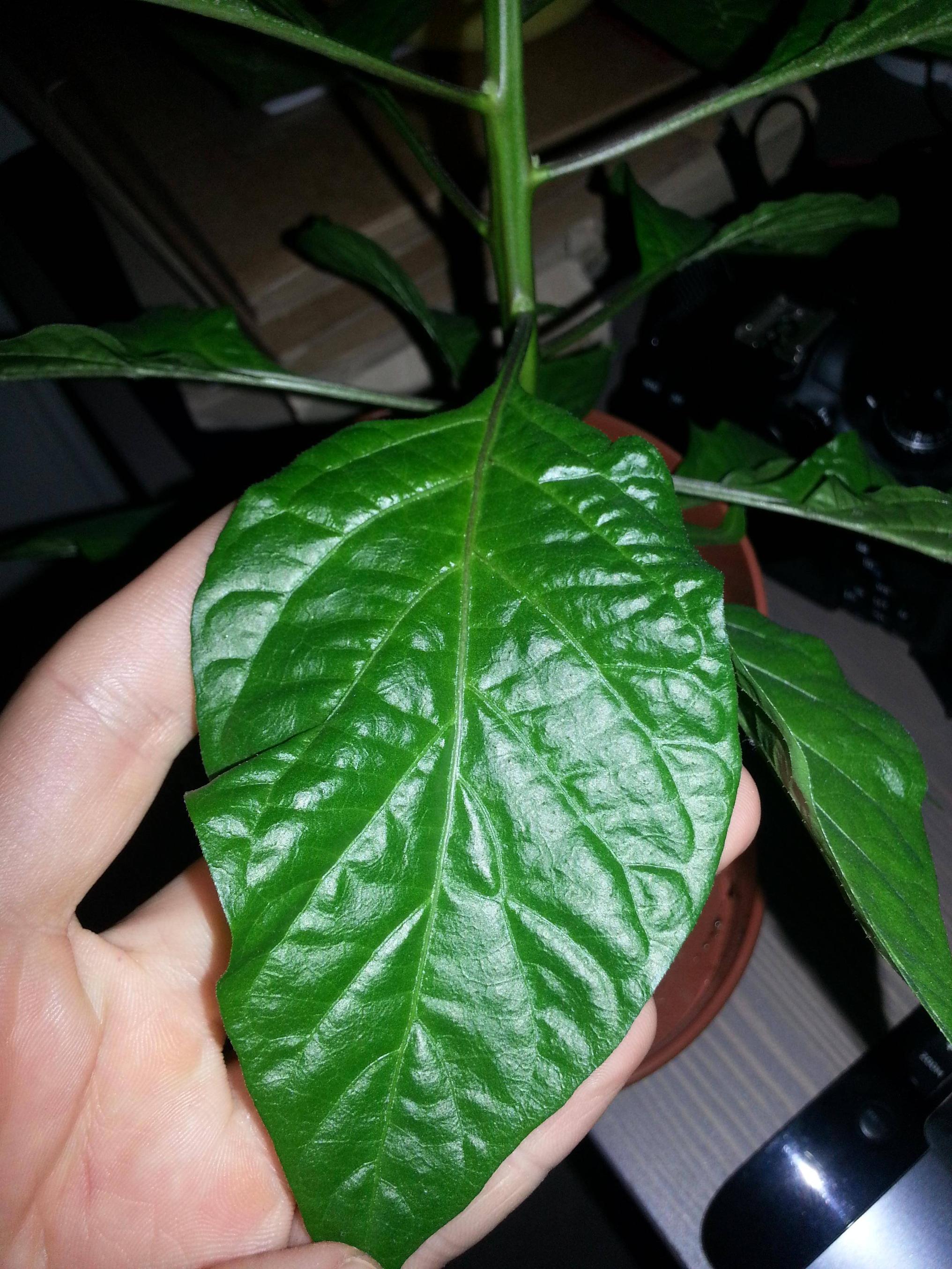 indoors White, fur like strands and spots on underside of chilli