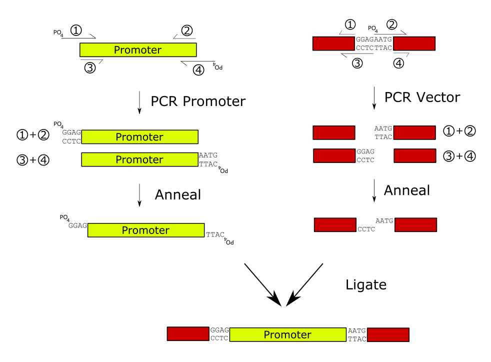 molecular biology Questions in Regards to Isolating