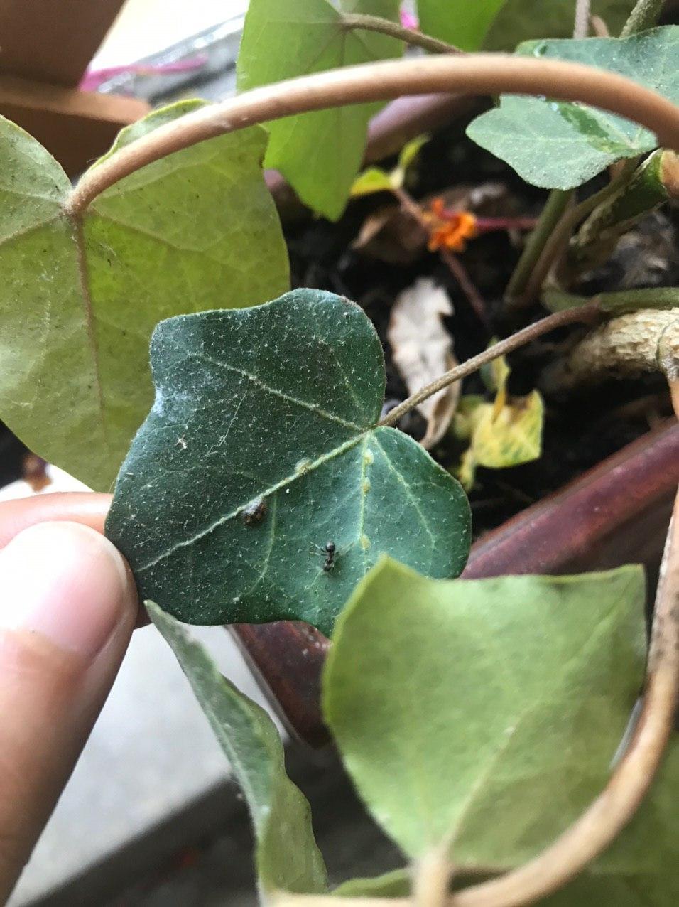 leaves Is this scale on my English ivy? How to prevent spreading to