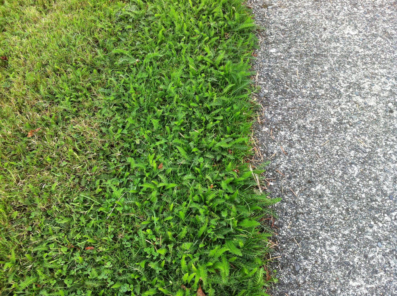identification What is this potential lawn replacement