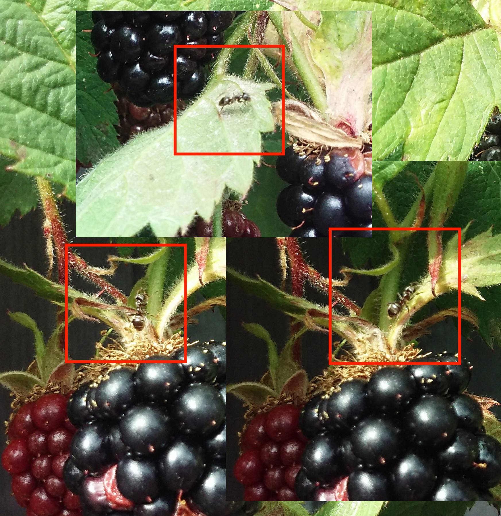 damage Discolored blackberries, any solutions to fix this