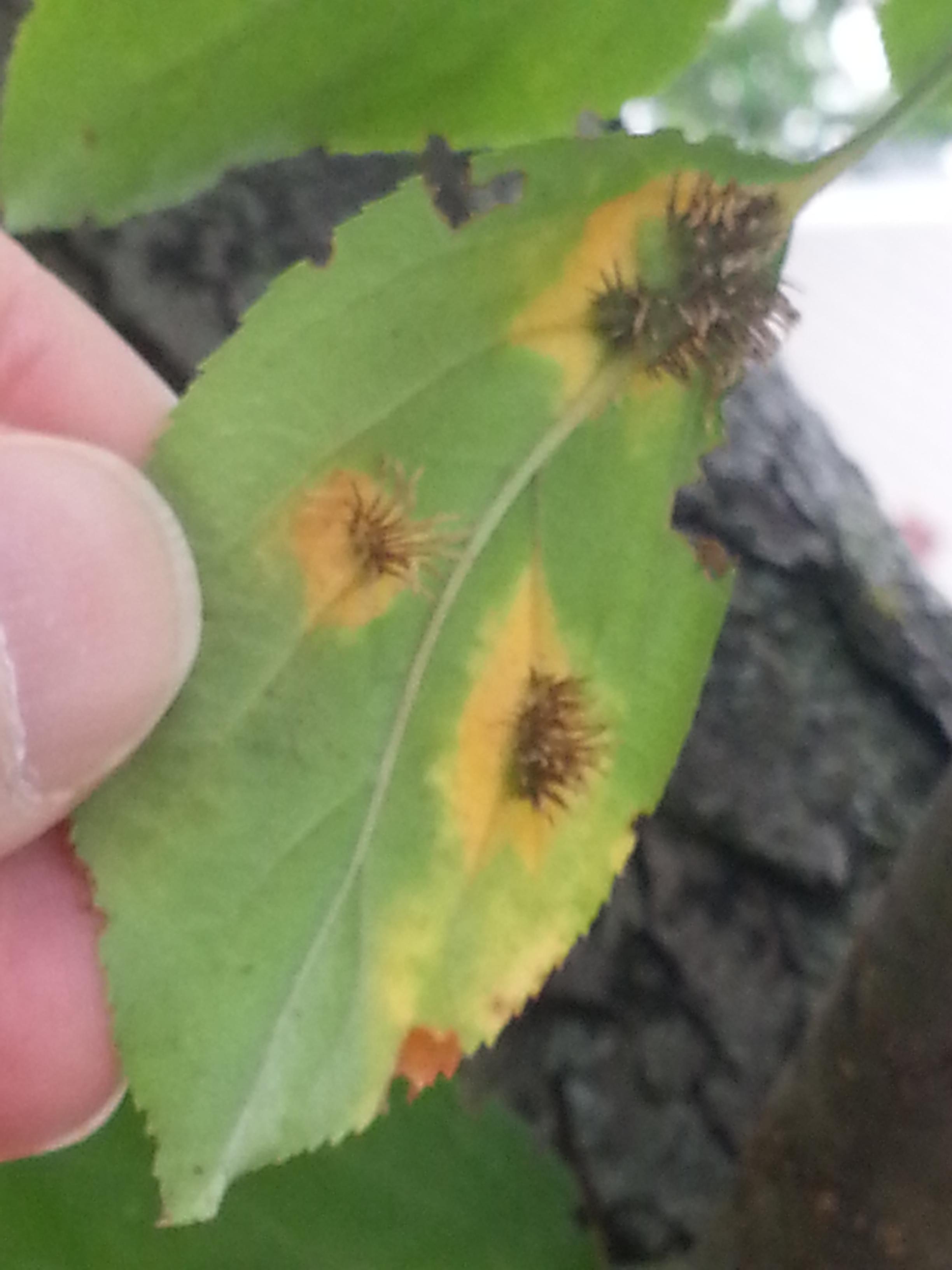 diagnosis What is causing yellow spots with 'hair growth' on the