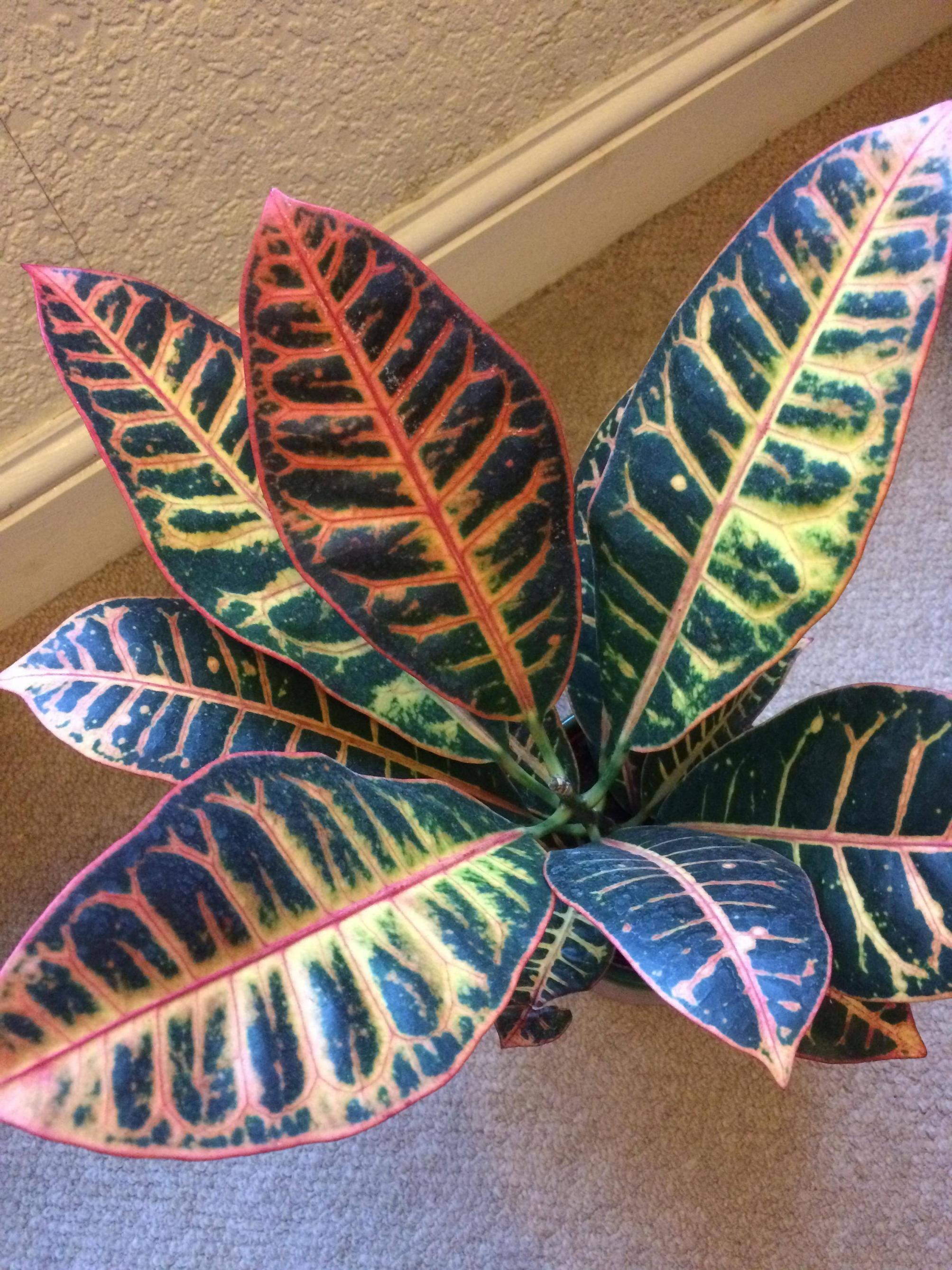 identification Help with identifying houseplants Gardening
