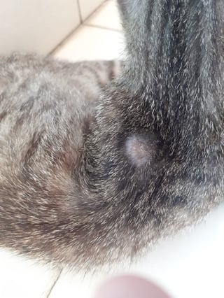 Skin Condition - Bald Patch On Stray Cat's Neck, What Should I Do? - Pets Stack Exchange