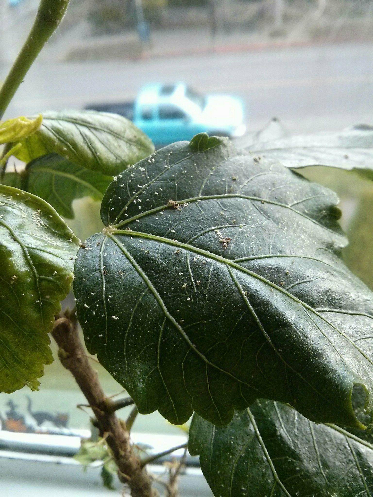 houseplants Name that bug Mites on an indoor hibiscus plant