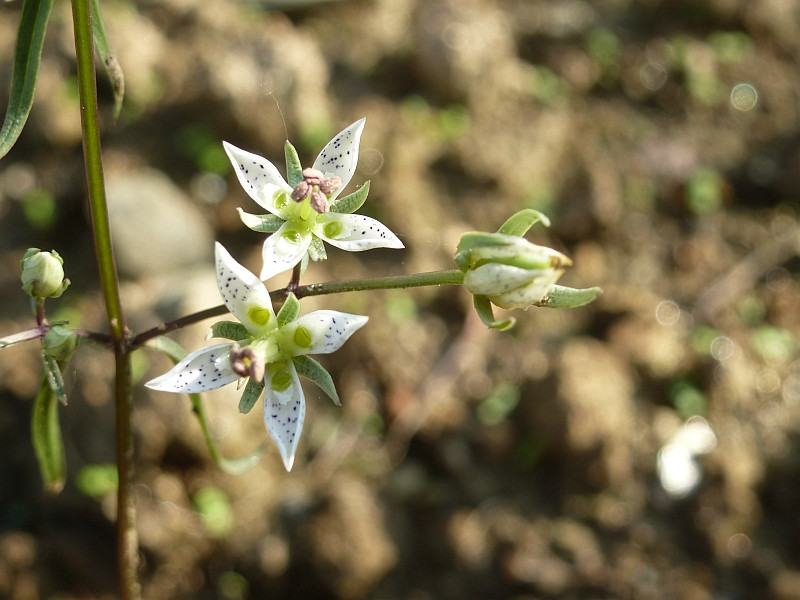 identification What is this wildflower with 4 petals, white with