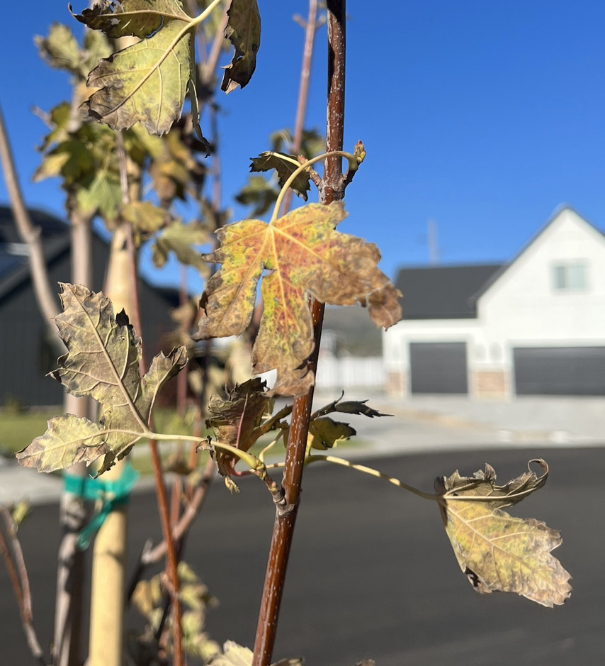 watering Autumn Blaze maple looks terrible, could it be overwatered