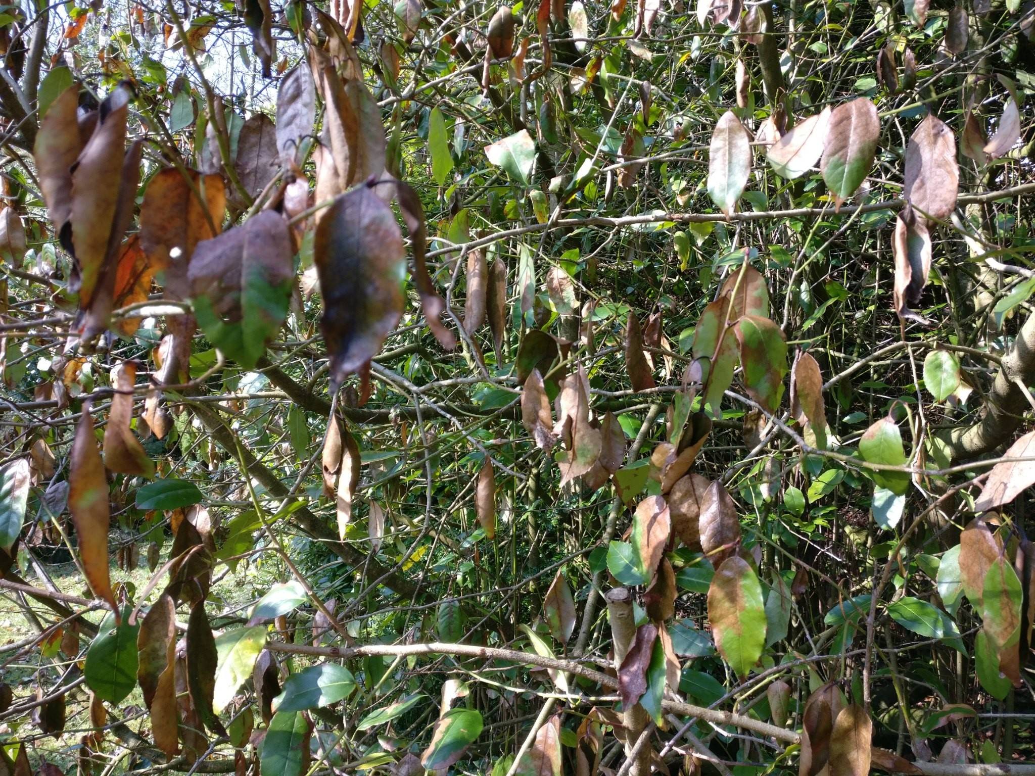 diseases Why has my evergreen gone brown in spring? Gardening