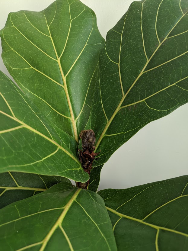 growth Why are my Fiddle Leaf Fig's new leaves are dying? Gardening