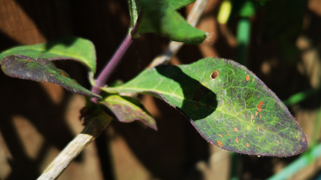 diagnosis Honeysuckle leaves turning purple, yellow, then dying