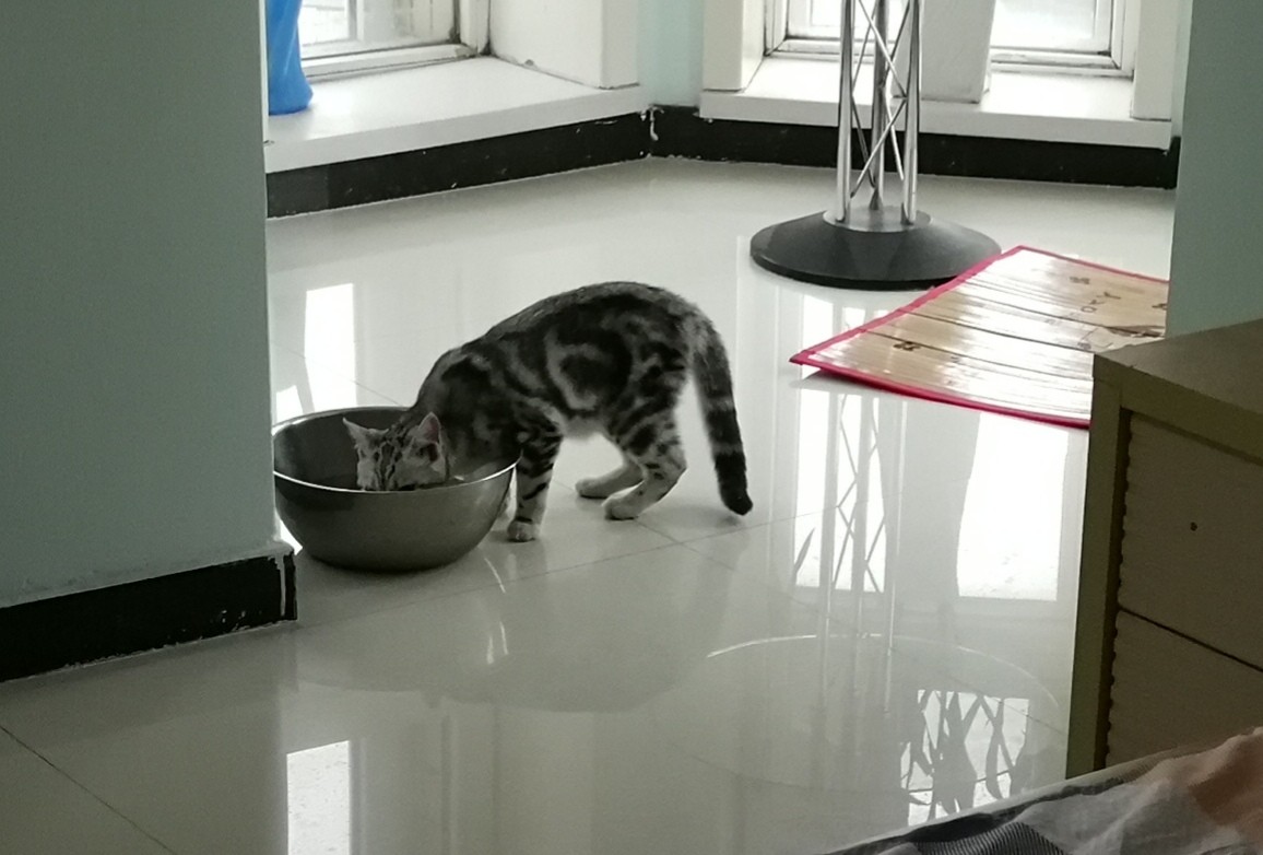 freshwater Safe for cats to drink from the aquarium? Pets Stack