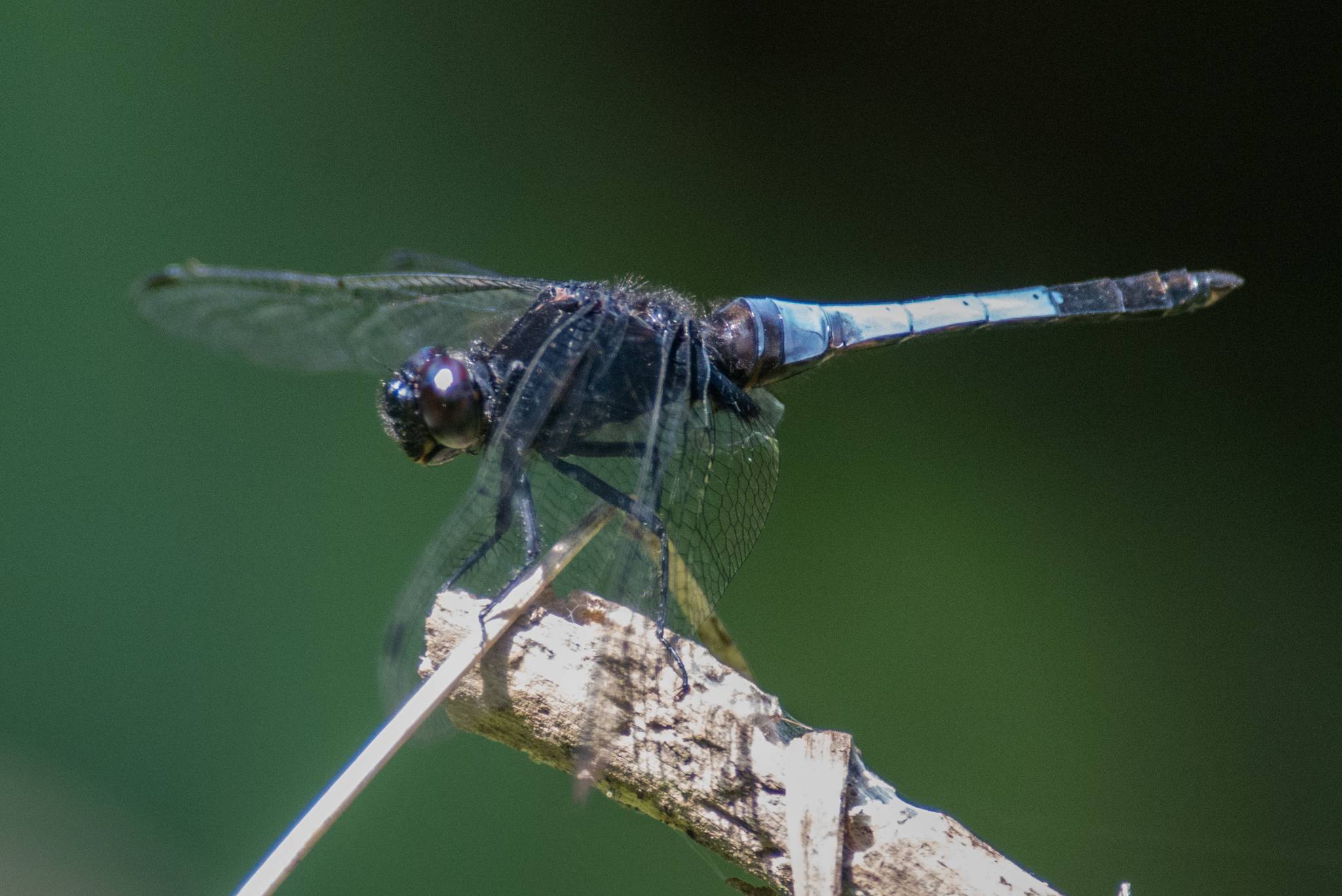 species identification Identify these two large, colorful dragonflies