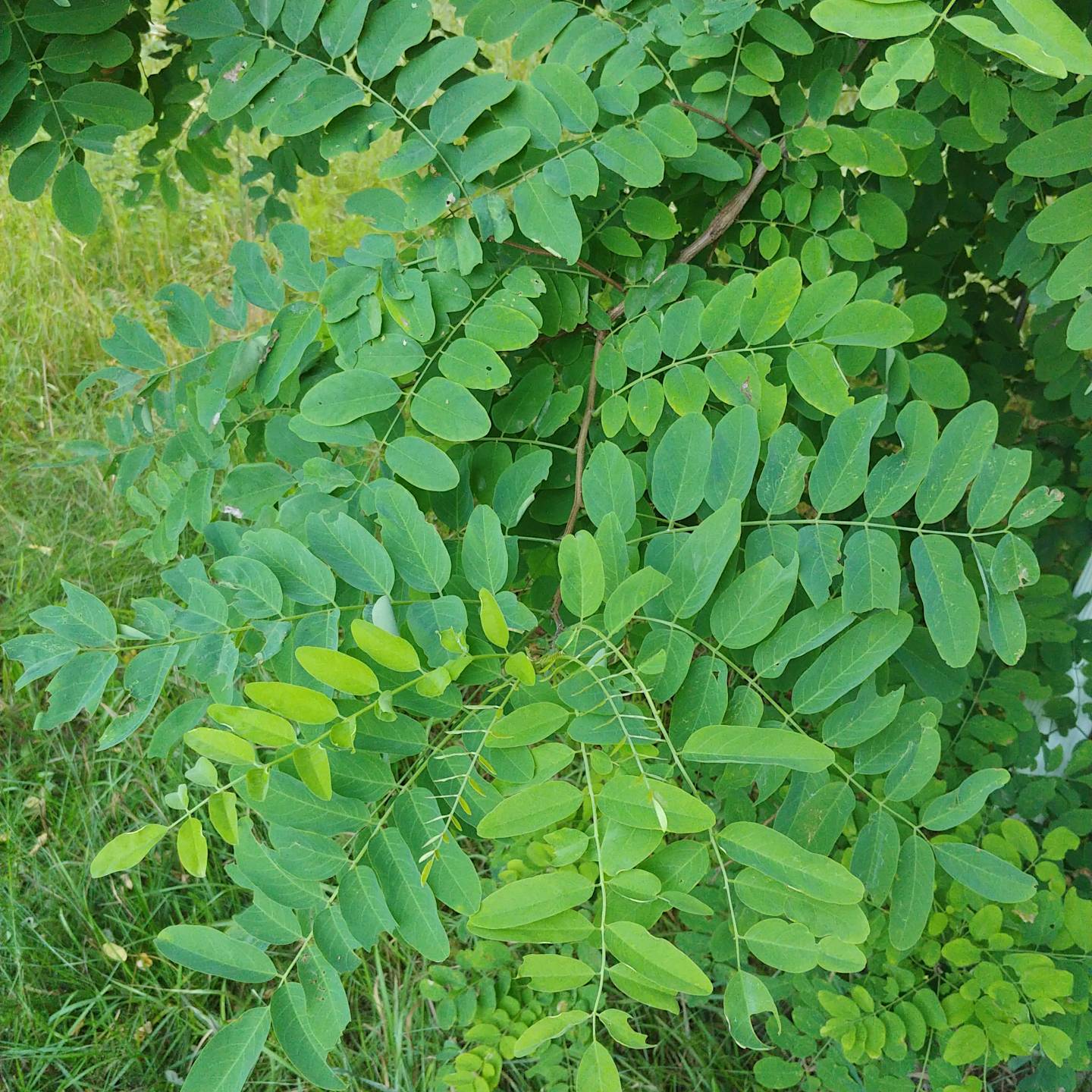 10 Types Of Locust Tree Varieties For Landscaping AMERICAN.