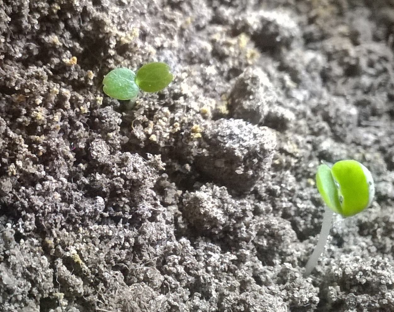 identification What are these cute little seedlings that are growing