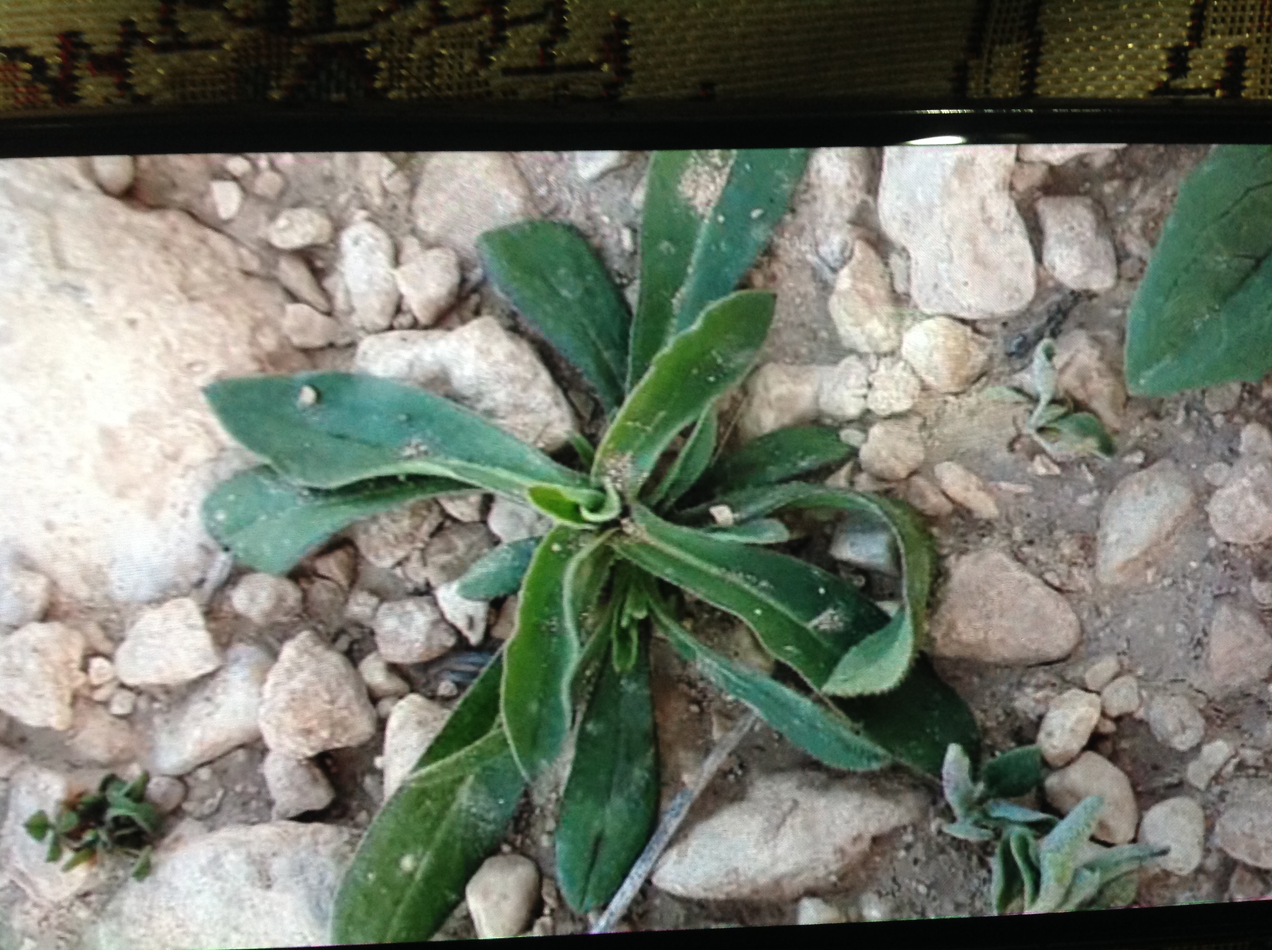 botany What species of short plant is this in Iran? Biology Stack