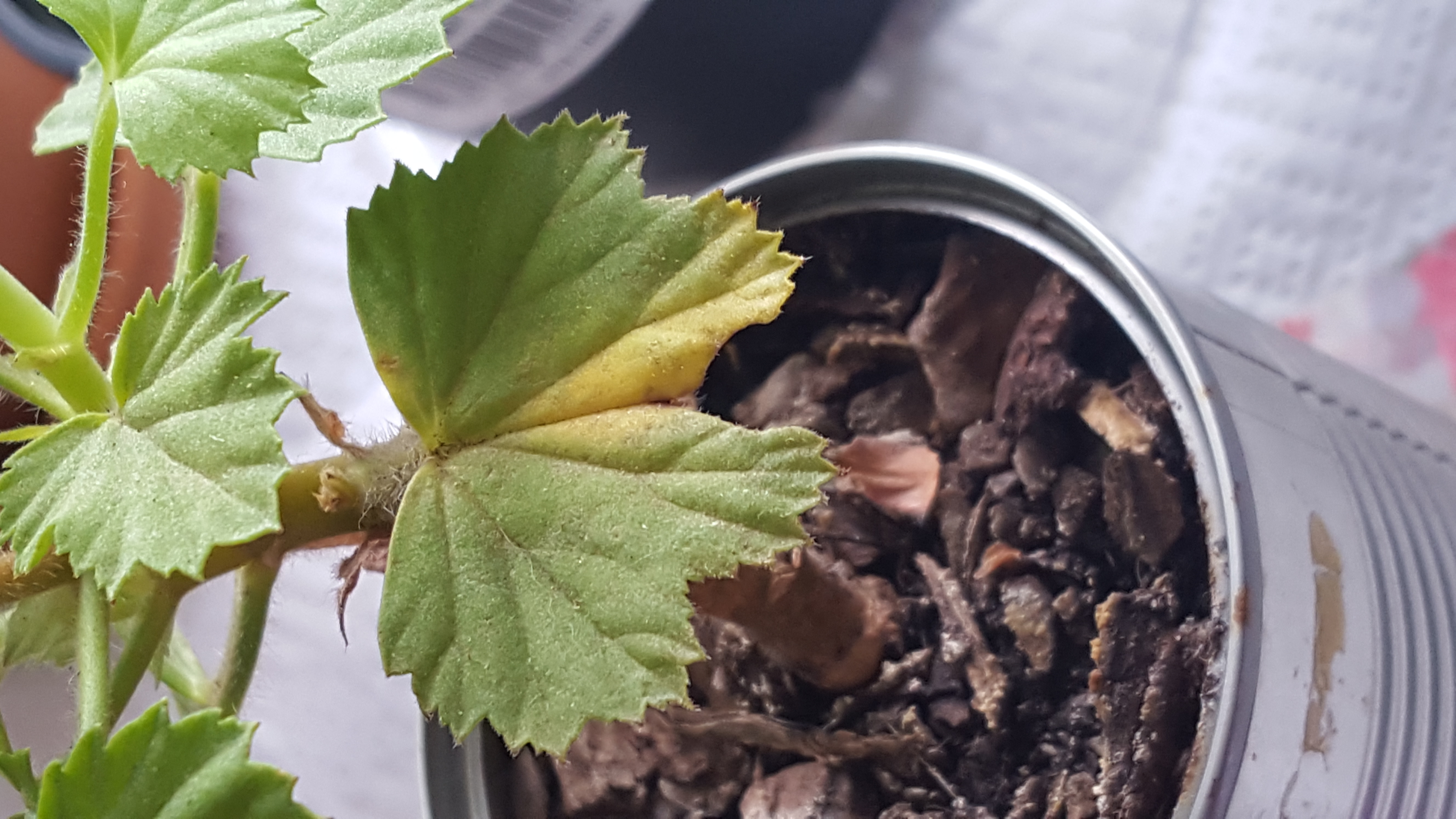 houseplants Geranium plant yellowing of leaves watering vs