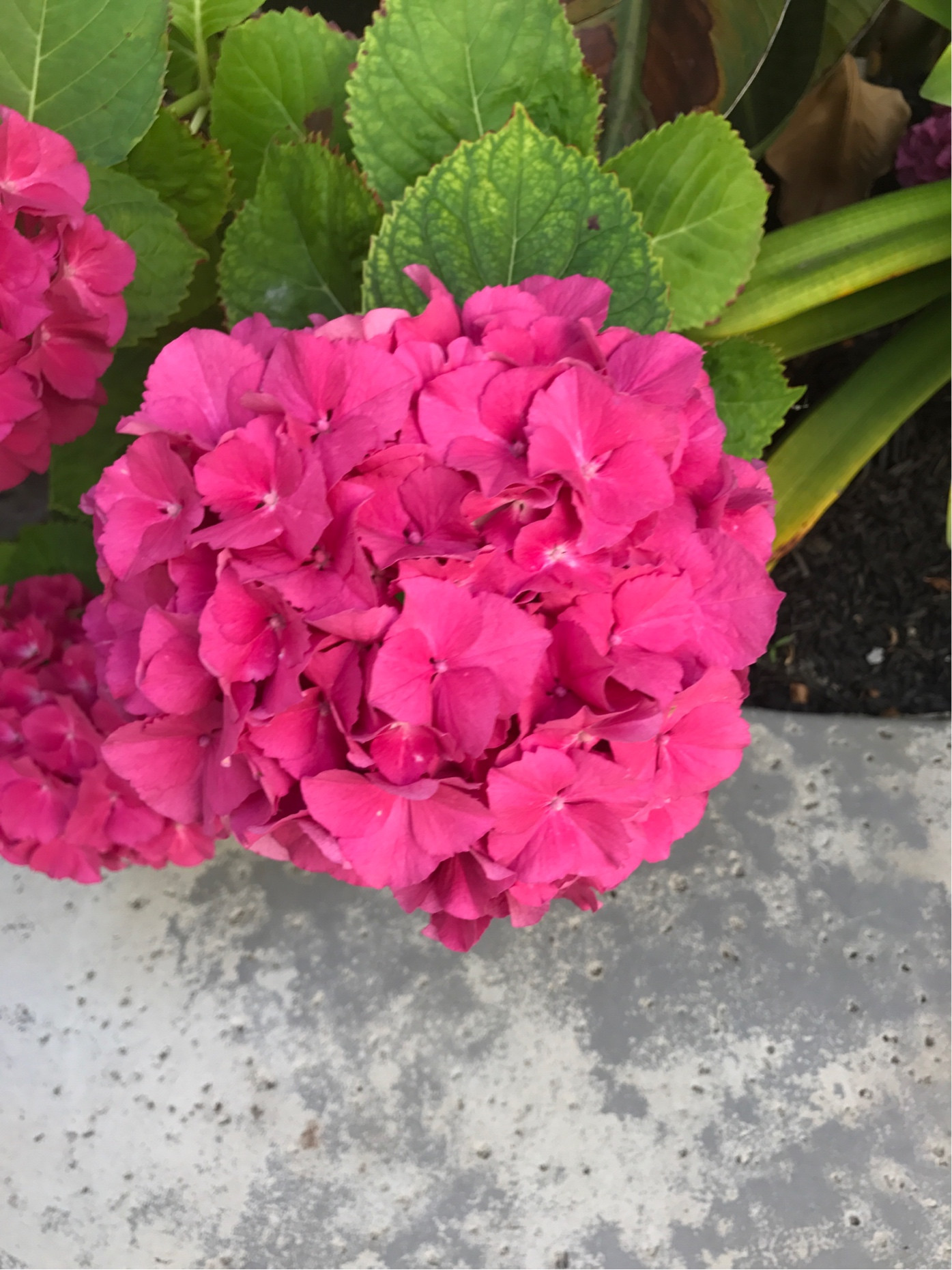 Hydrangea flowers not blooming as expected Gardening & Landscaping