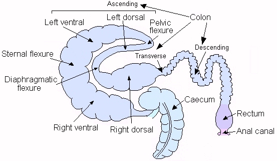 physiology Is there nutrient absorption in the large intestine of