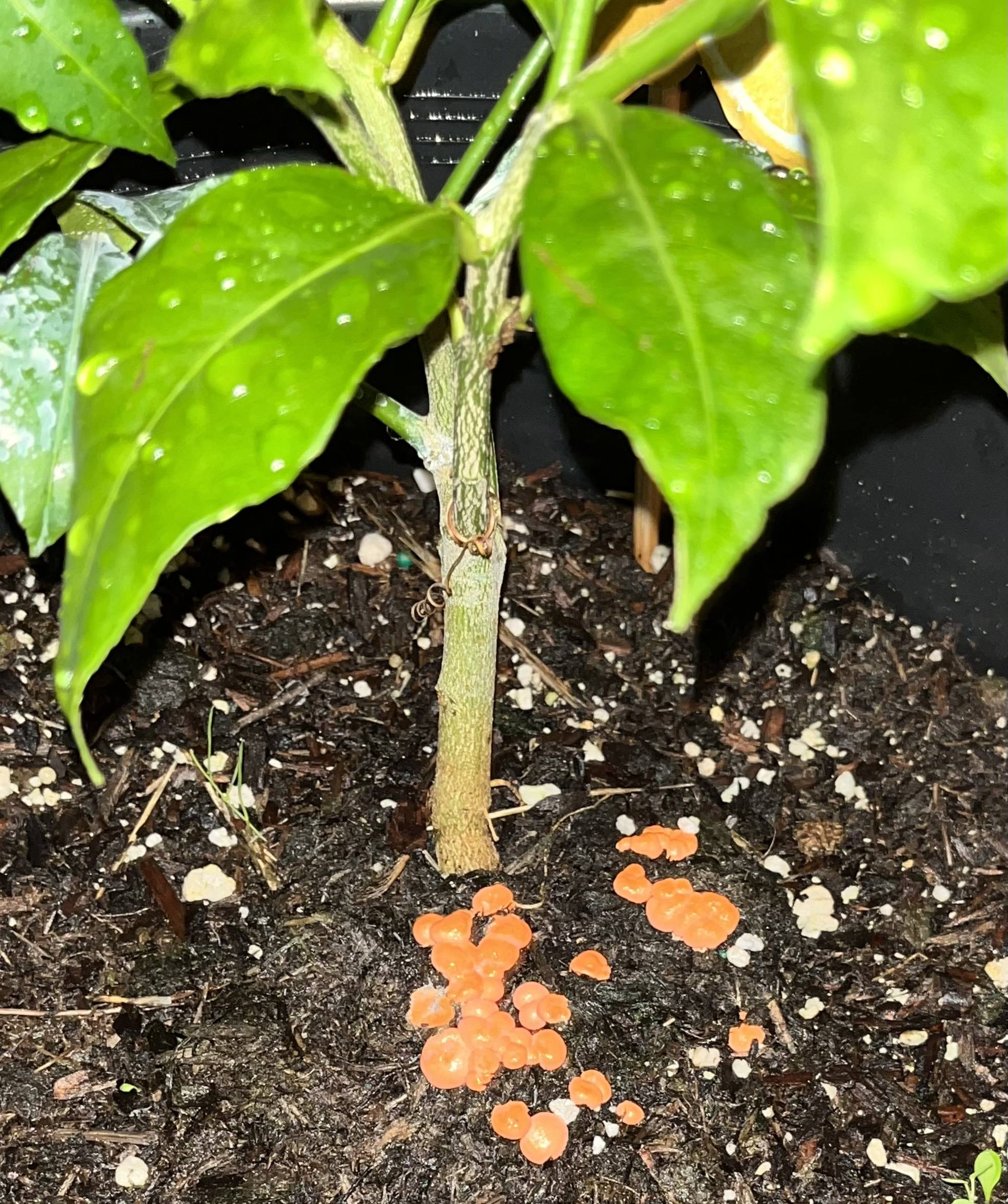 trees What are these orange clusters growing on my soil? Gardening
