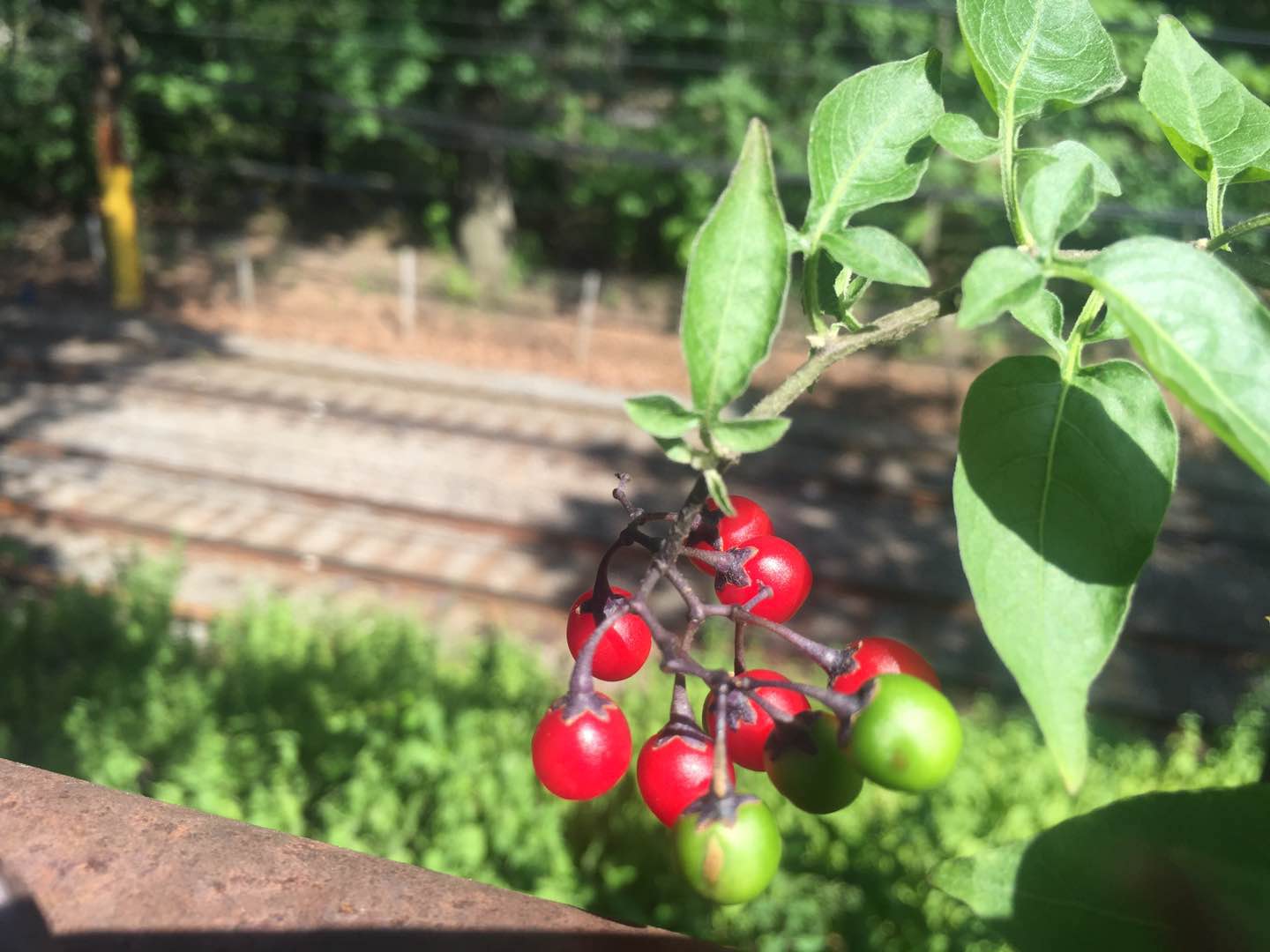 identification Identify clusters of small red and green berries with