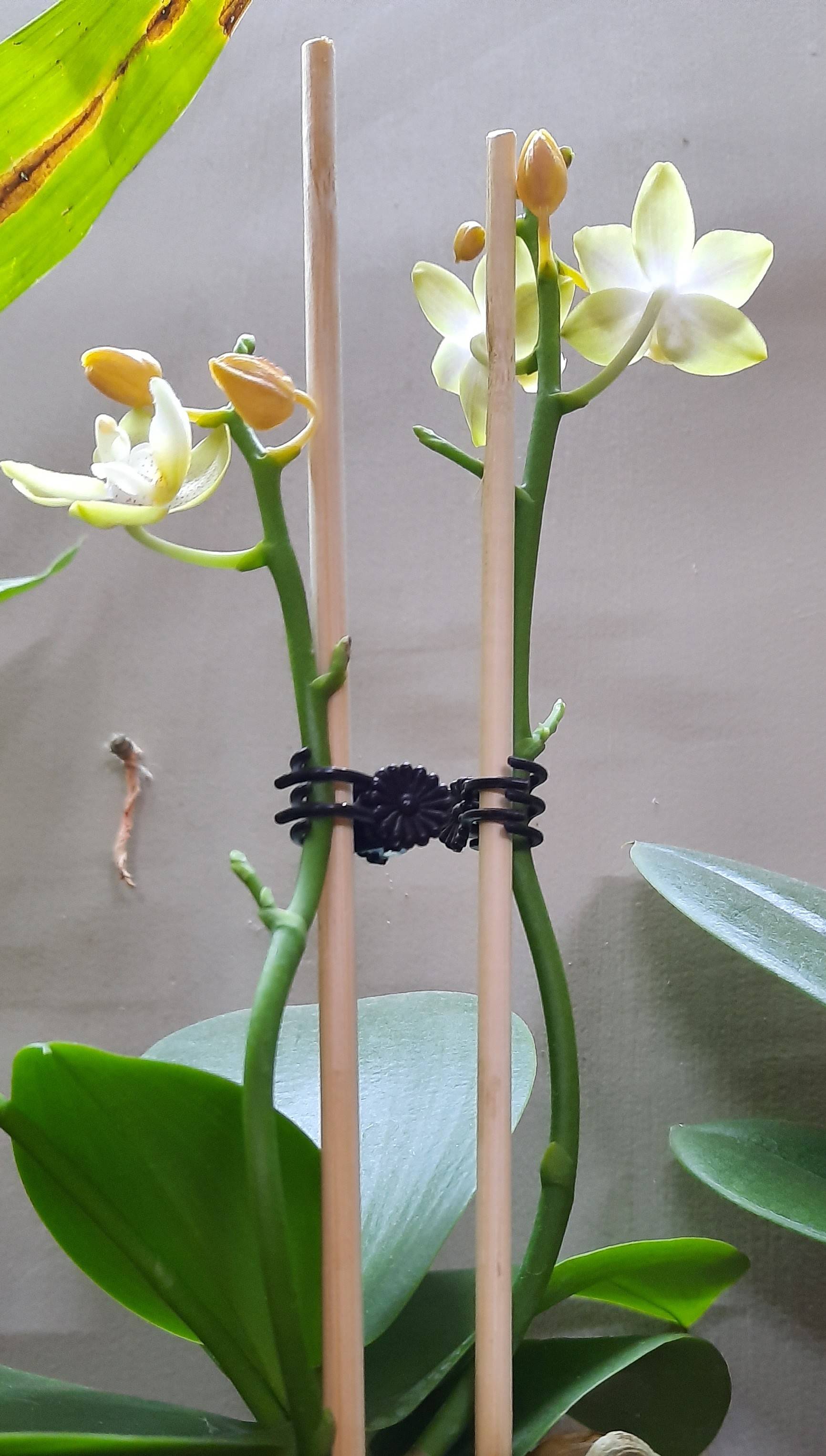 orchids Phalaenopsis buds drying out Gardening & Landscaping Stack Exchange