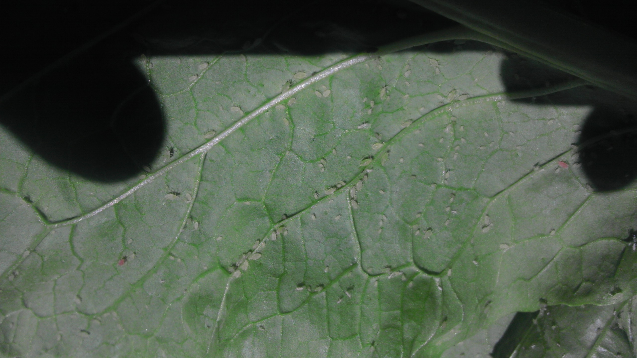 vegetables What are these white bugs all over my lettuce? Gardening