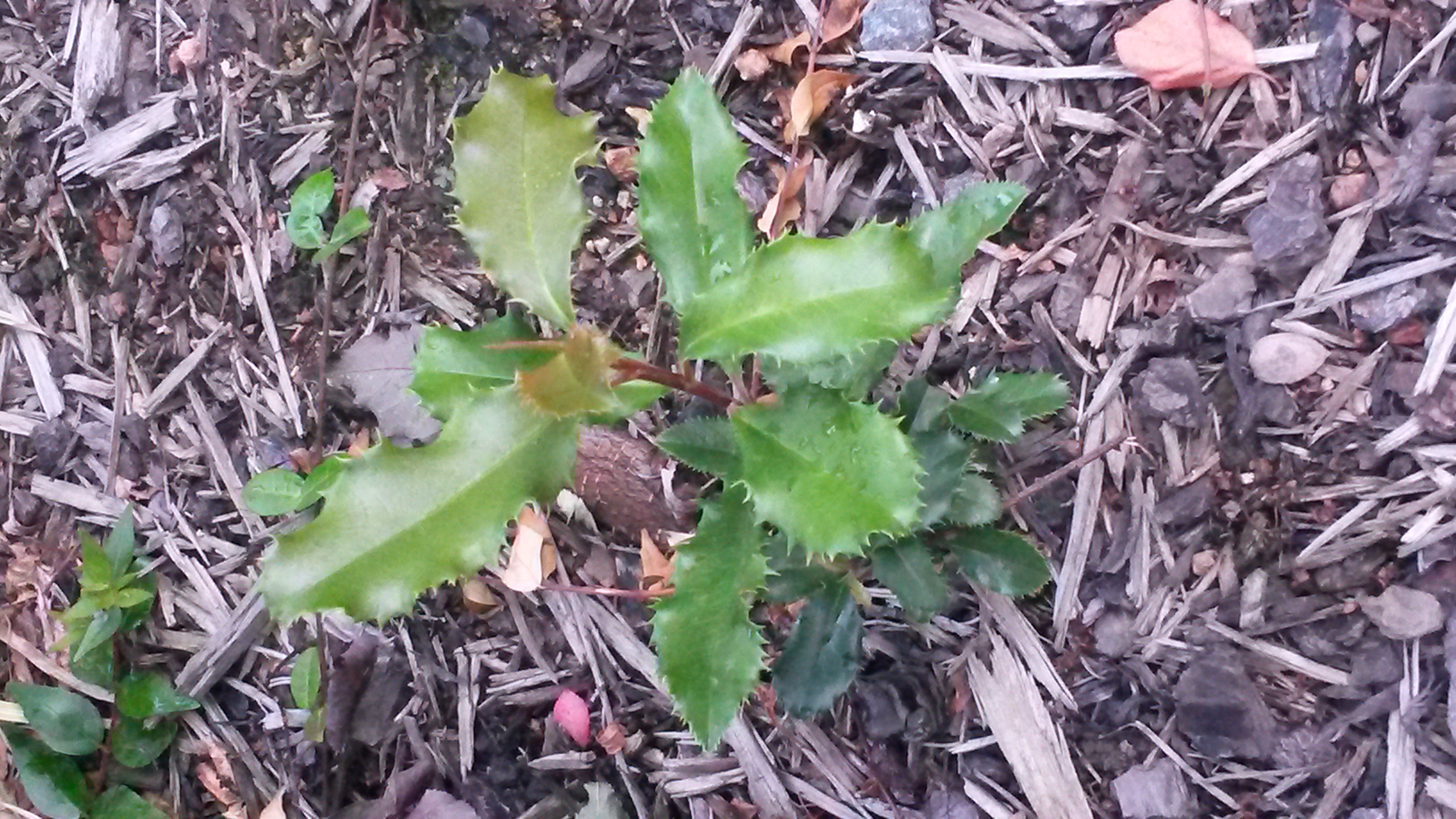 identification Identify plant with a spiky leaf Gardening