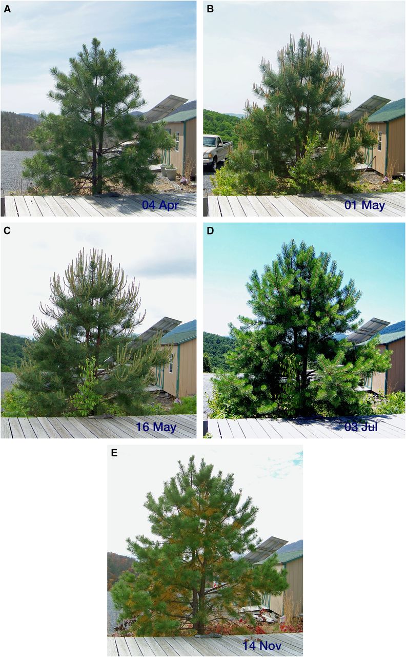 pruning What is the effect of candling pine evergreens? Gardening