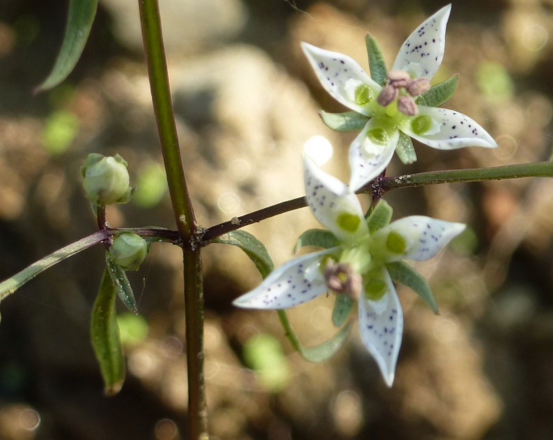 identification What is this wildflower with 4 petals, white with
