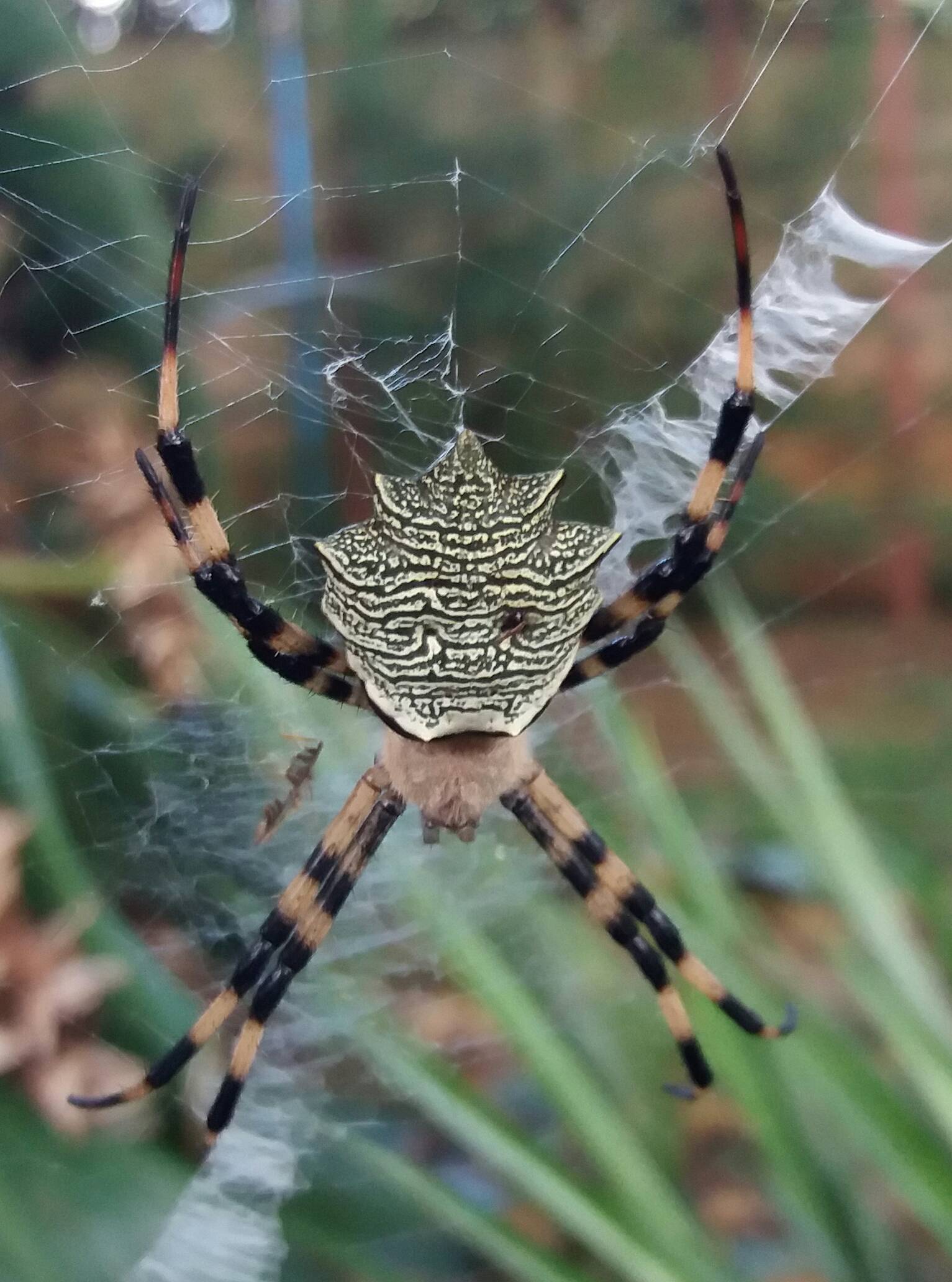 species identification Can anyone identify this garden orb weaver