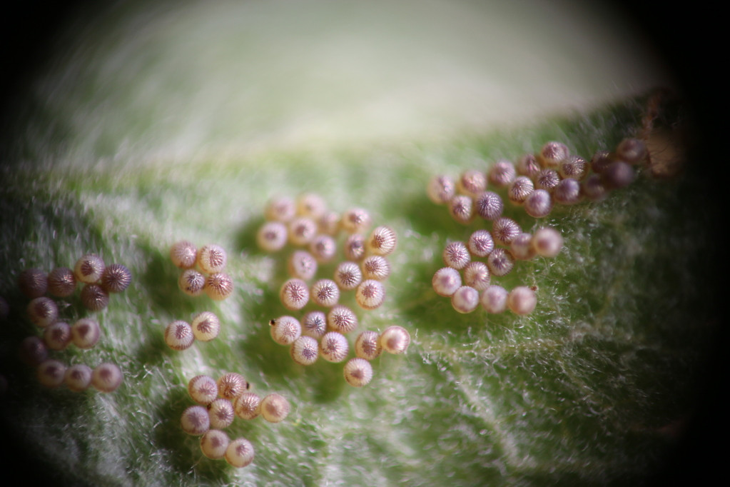 identification Are these insect eggs from Rosy Apple Aphids