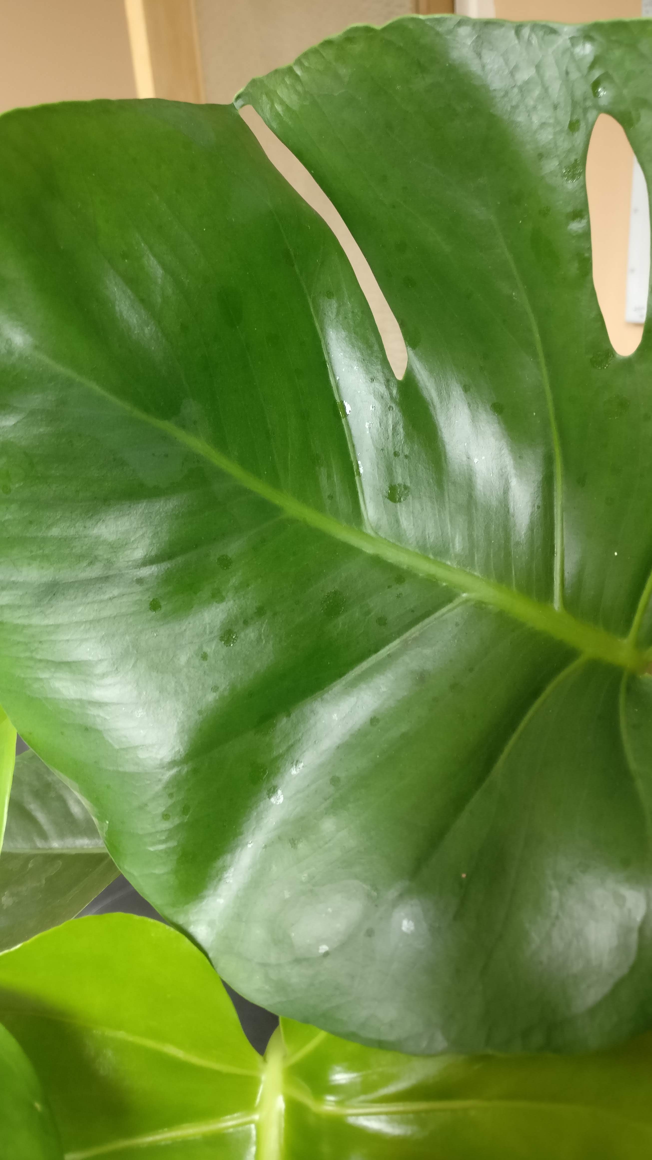 houseplants Monstera (Swiss cheese plant) brown patches on leaves