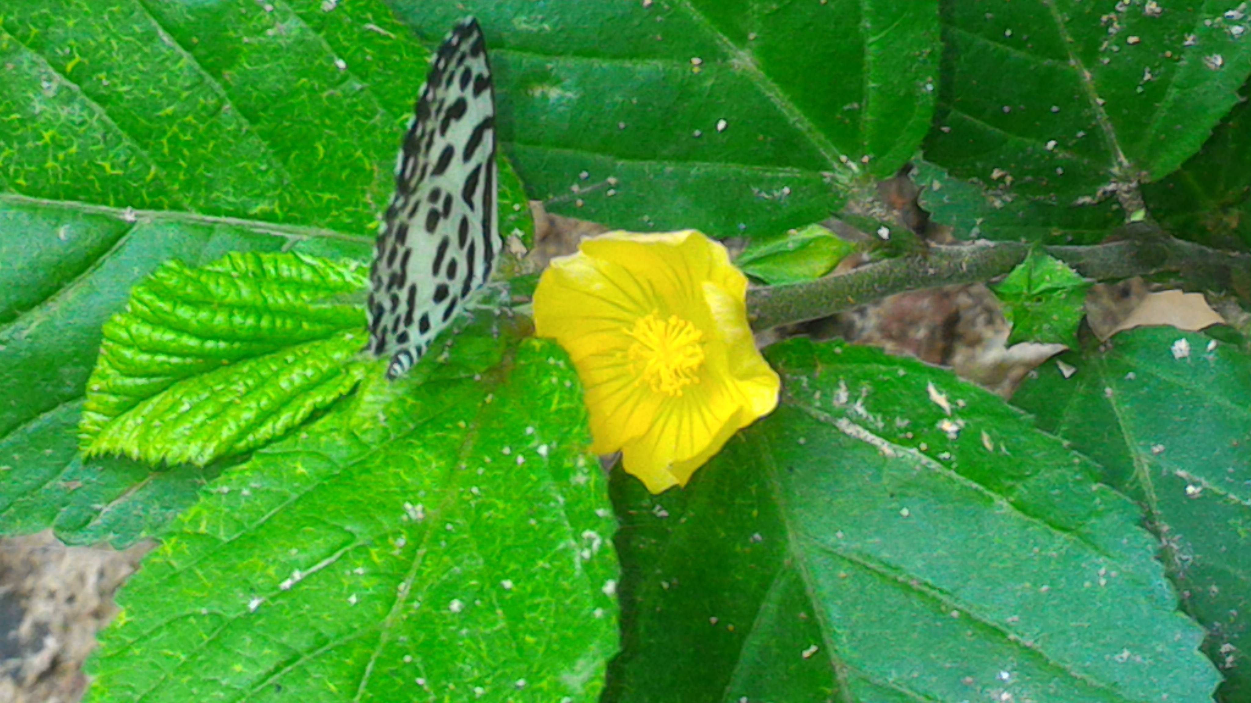 botany What is the name of this plant, from Bangladesh? Biology