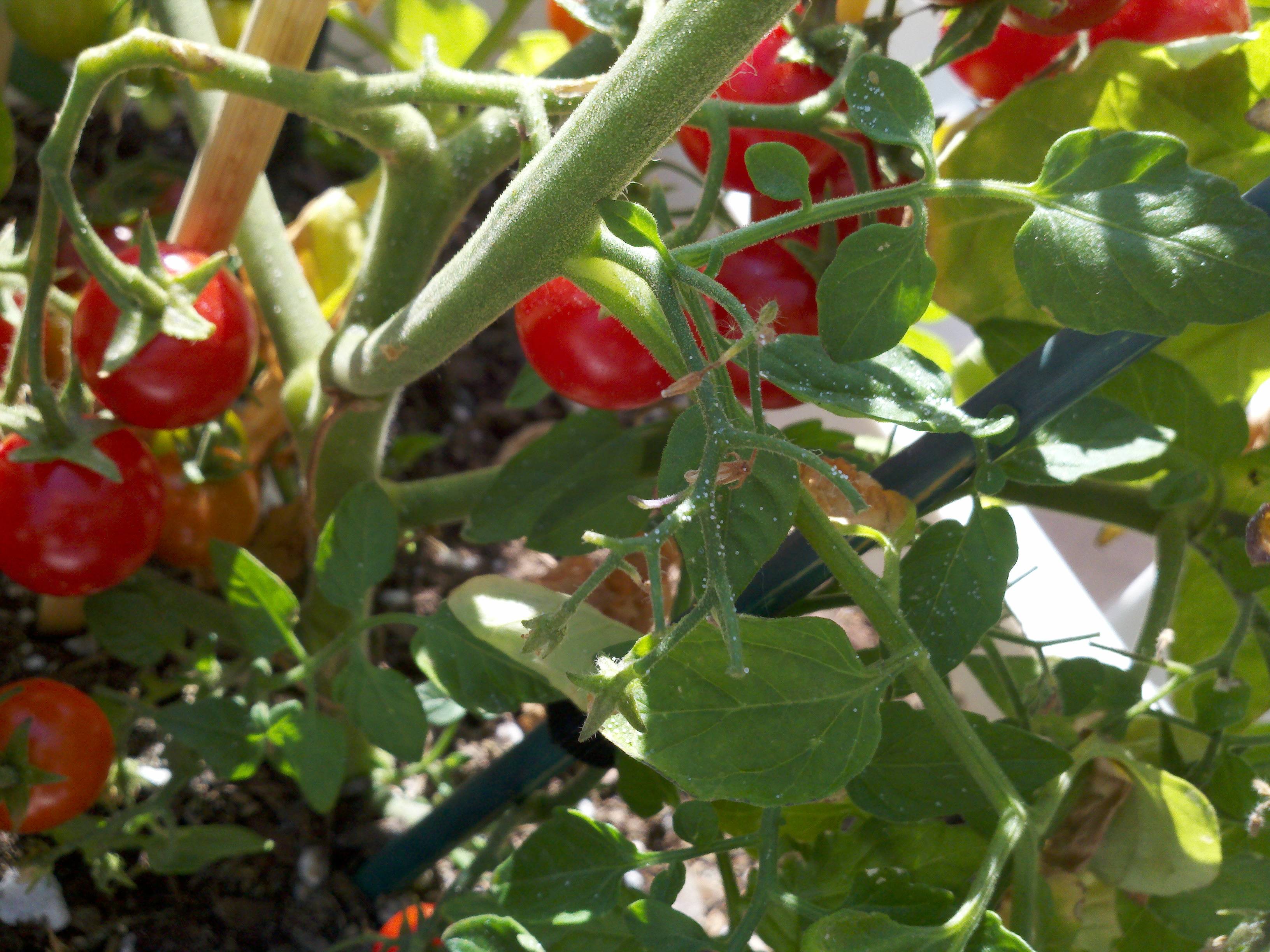 identification Tomato plant looks like it has grains of salt what
