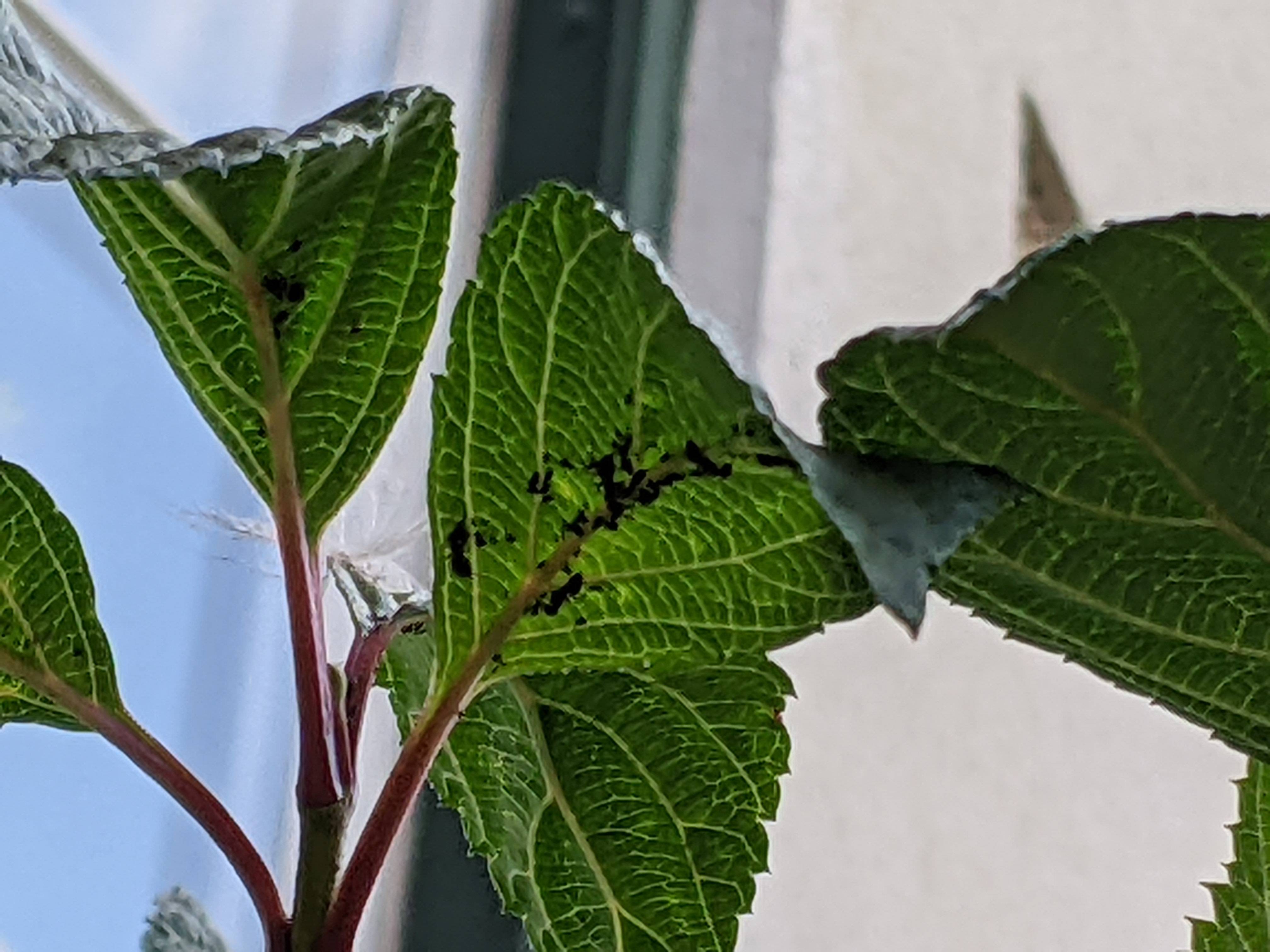 shrubs Why is this Viburnum farreri dying? Gardening & Landscaping