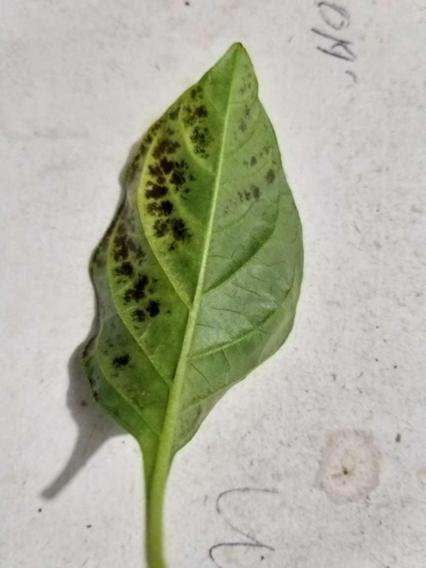 Dark brown leisons on the underside of the hot pepper leaves