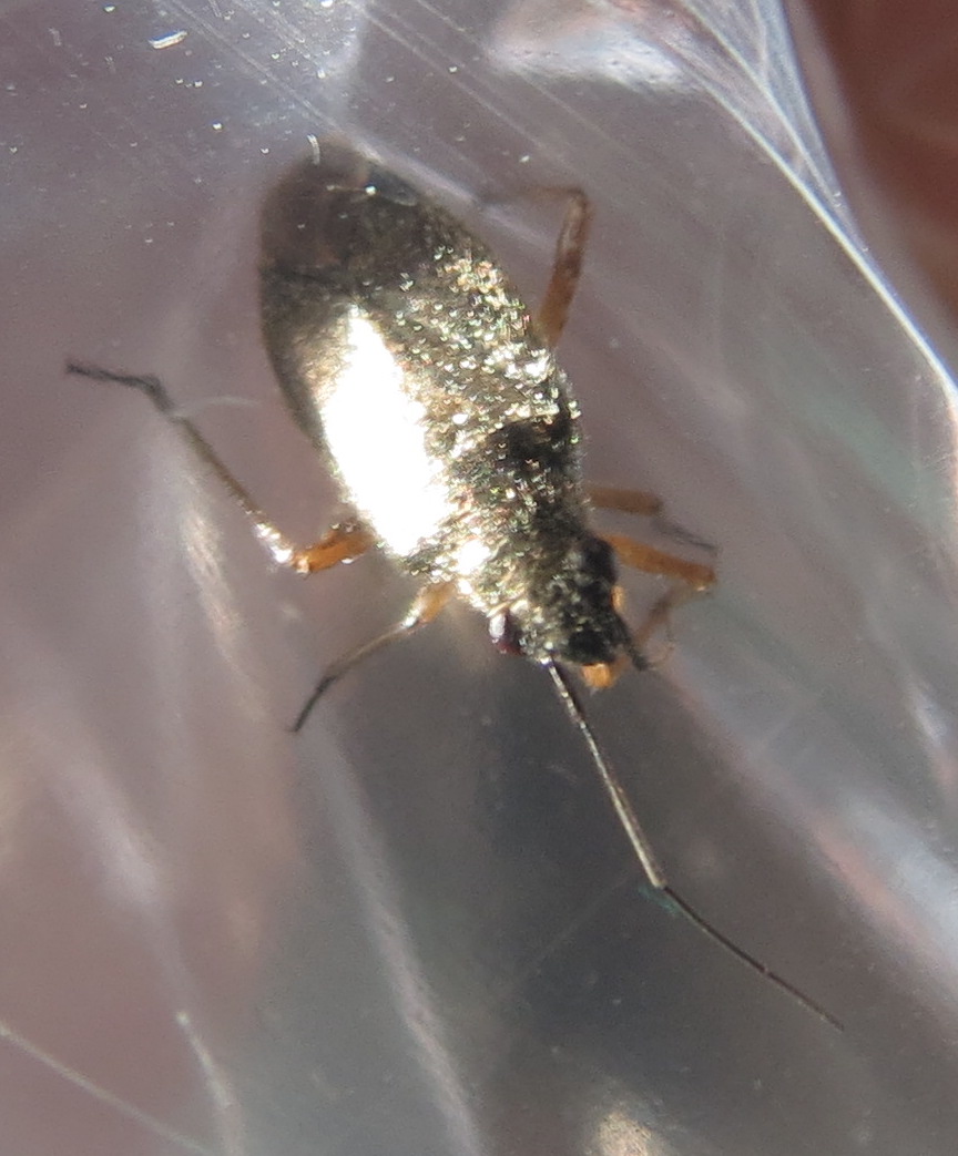 species identification Identify a small bug, possibly a plant bug