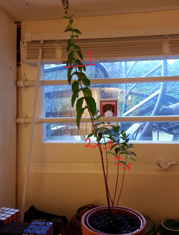 pruning The mint plant I found is too tall, how should I prune it