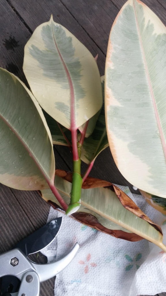 propagation How can I propagate a rubber tree plant from