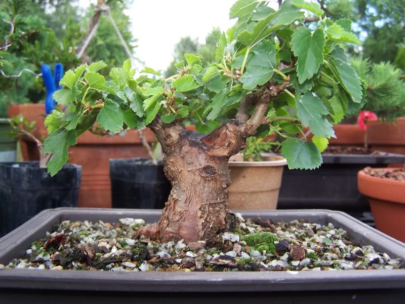 What are some fast growing bonsai fruit trees in Delhi? Gardening
