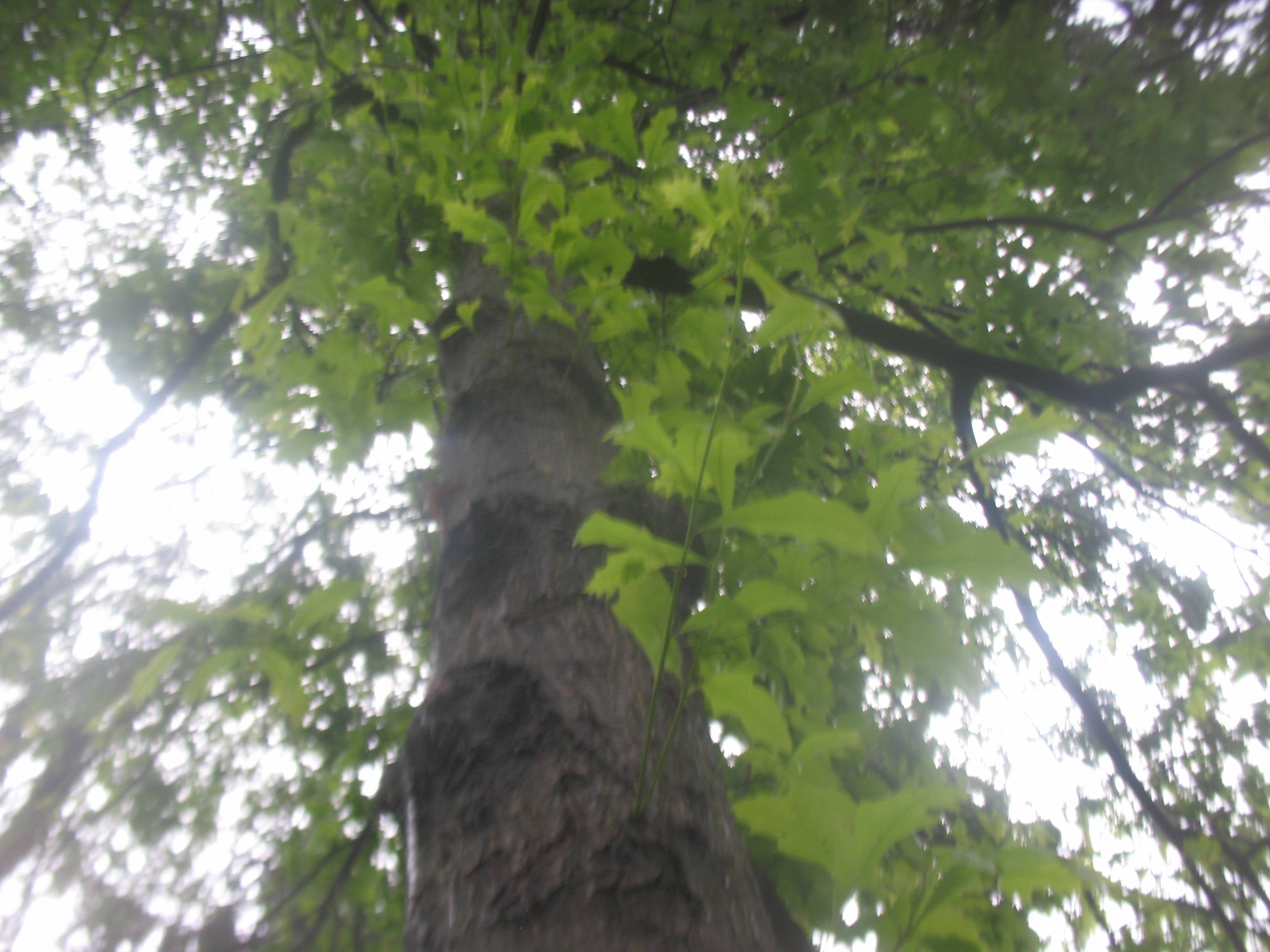 diagnosis What conditions cause trunk sprouts on oak trees