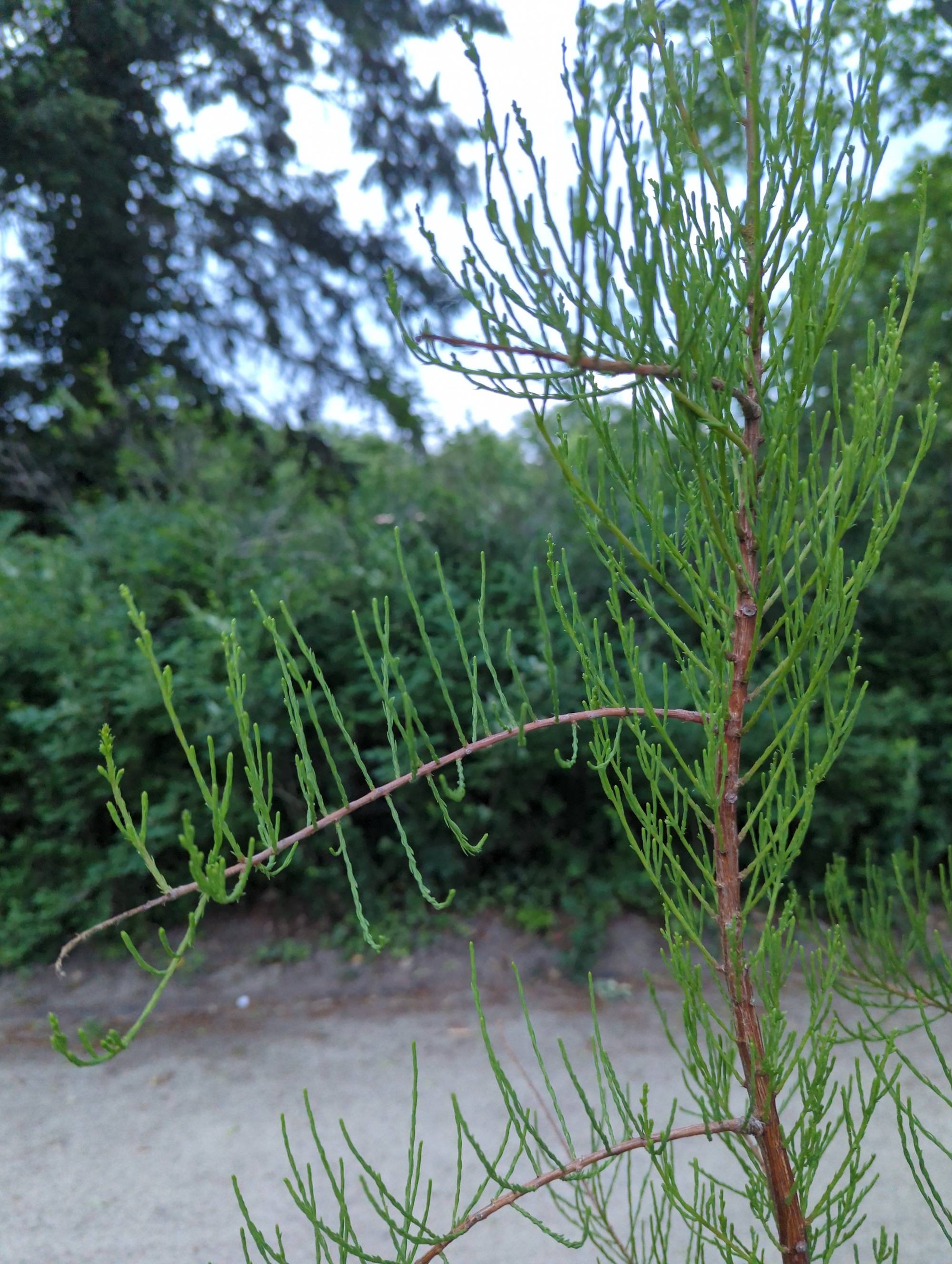 Conifer Leaves Identification