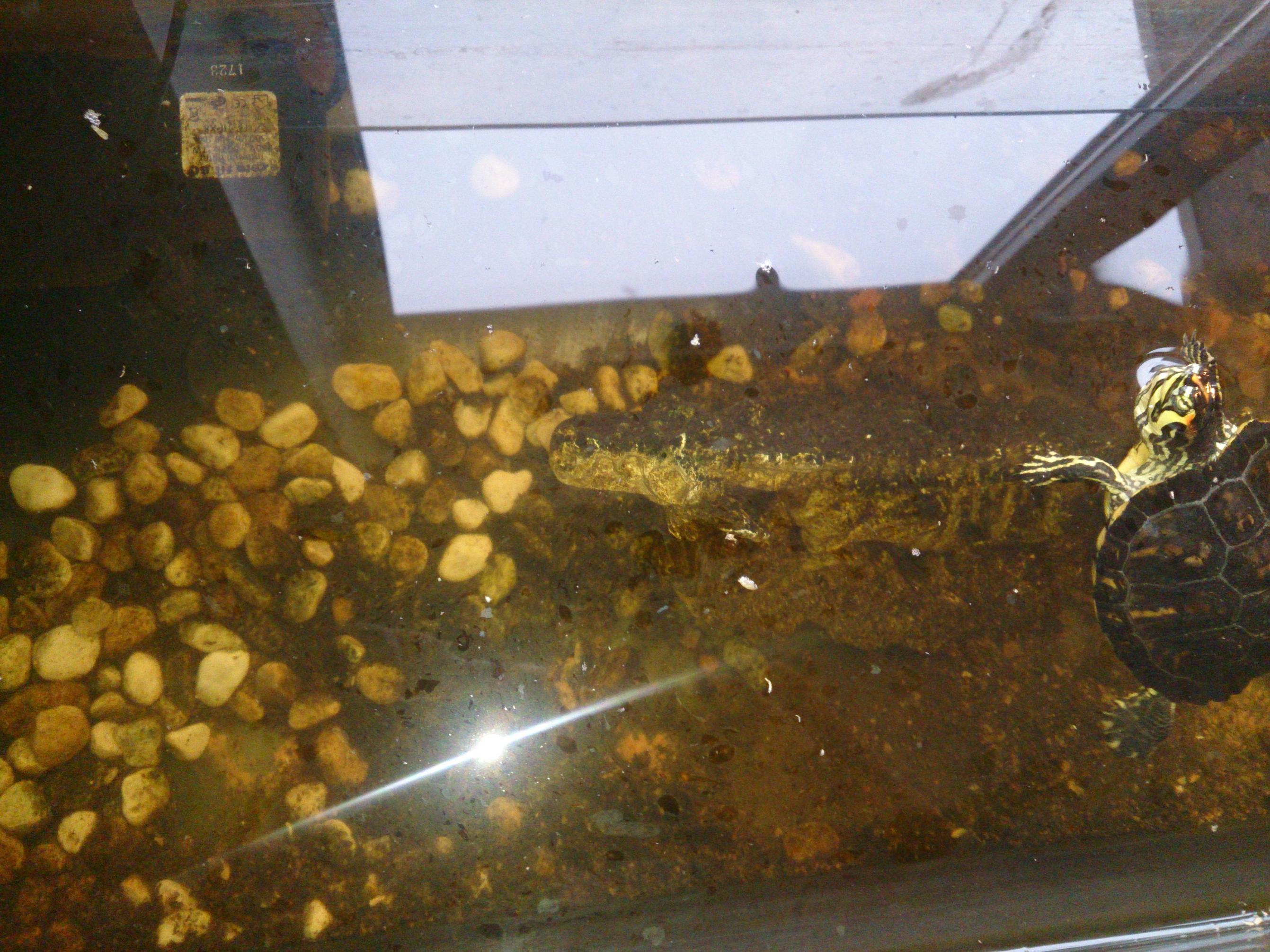 aquarium Is this turtle tank too dirty? Pets Stack